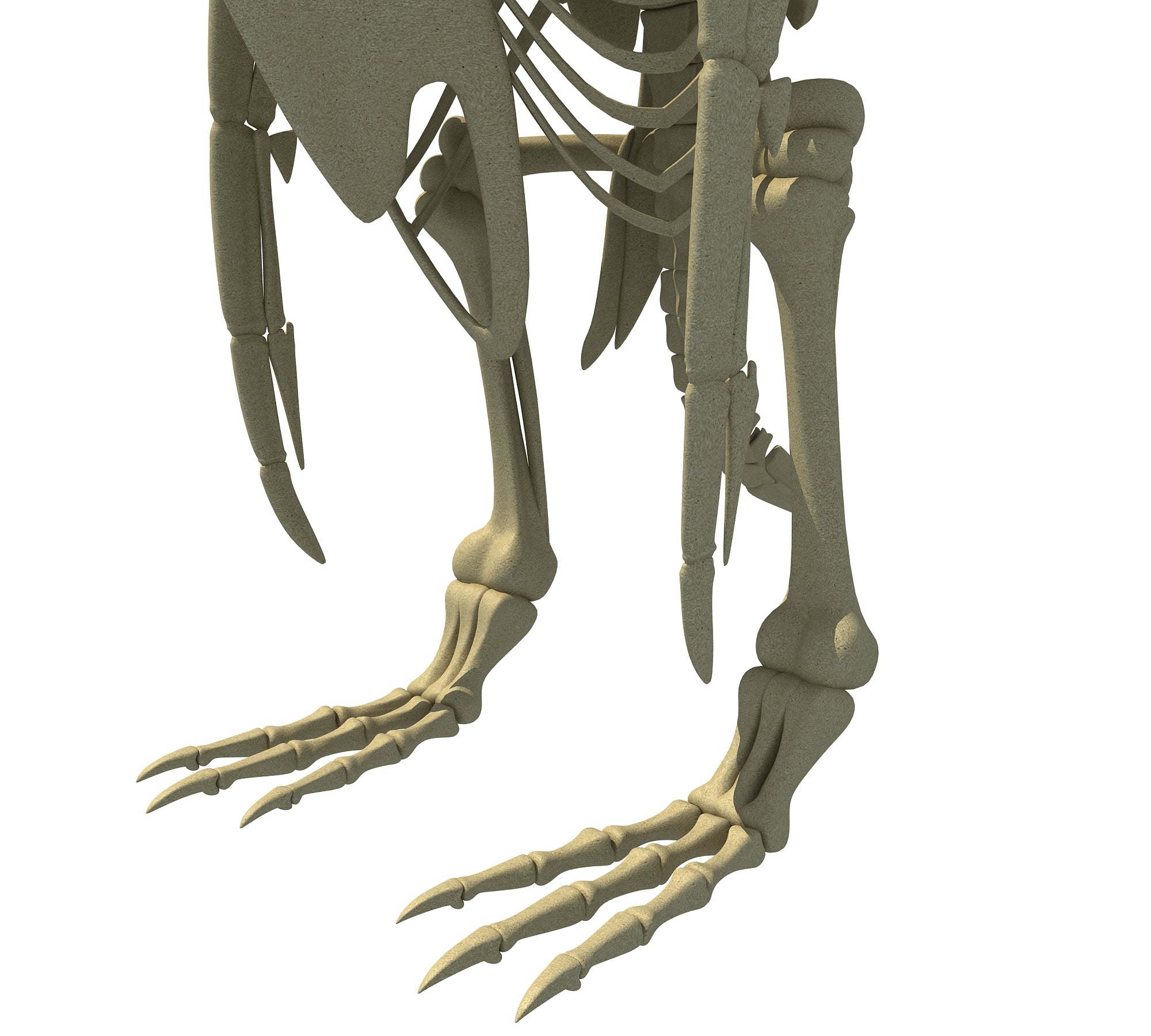 Penguin Skeleton