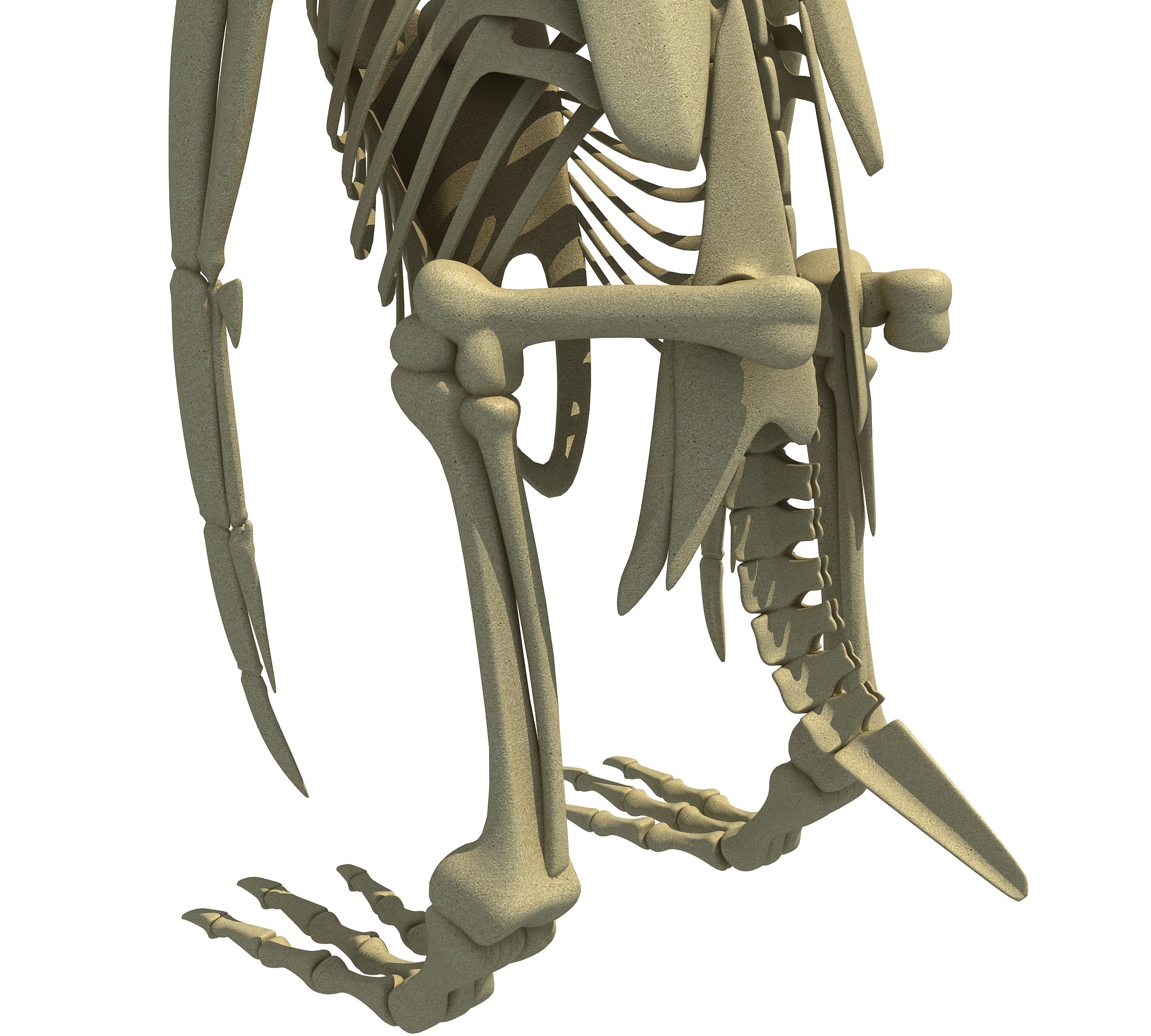 Penguin Skeleton