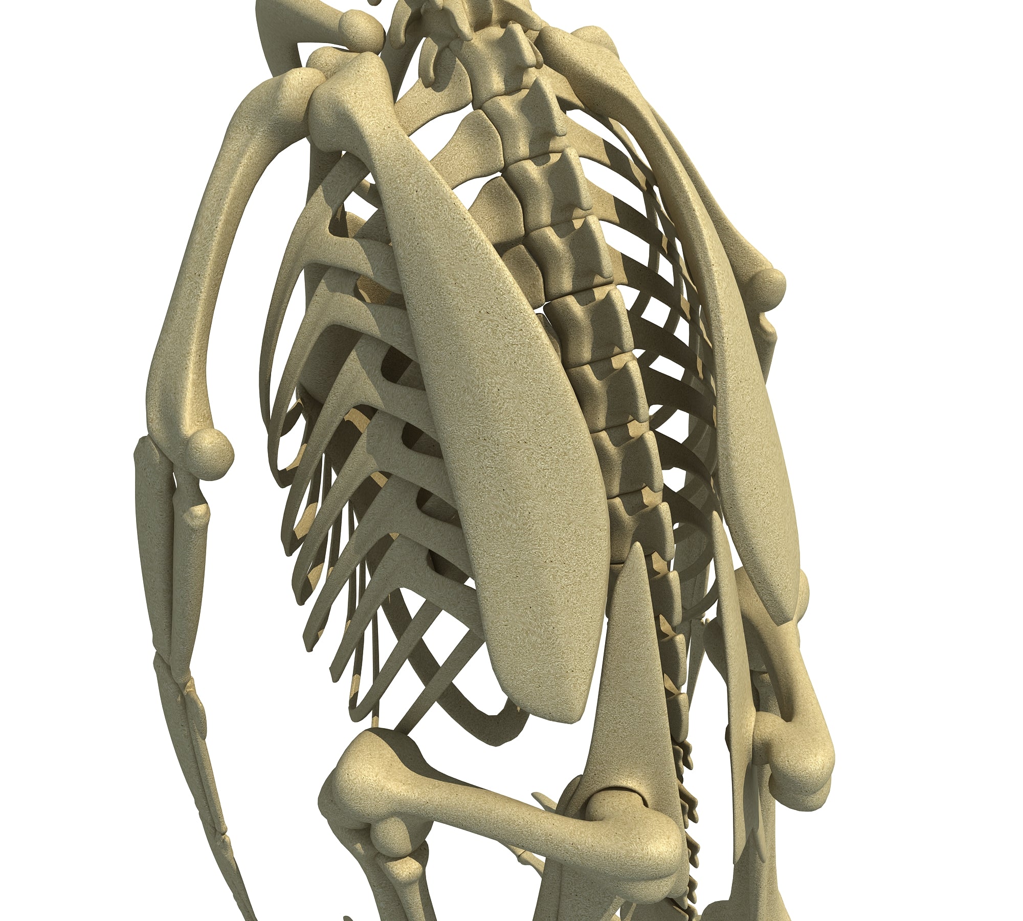 Penguin Skeleton