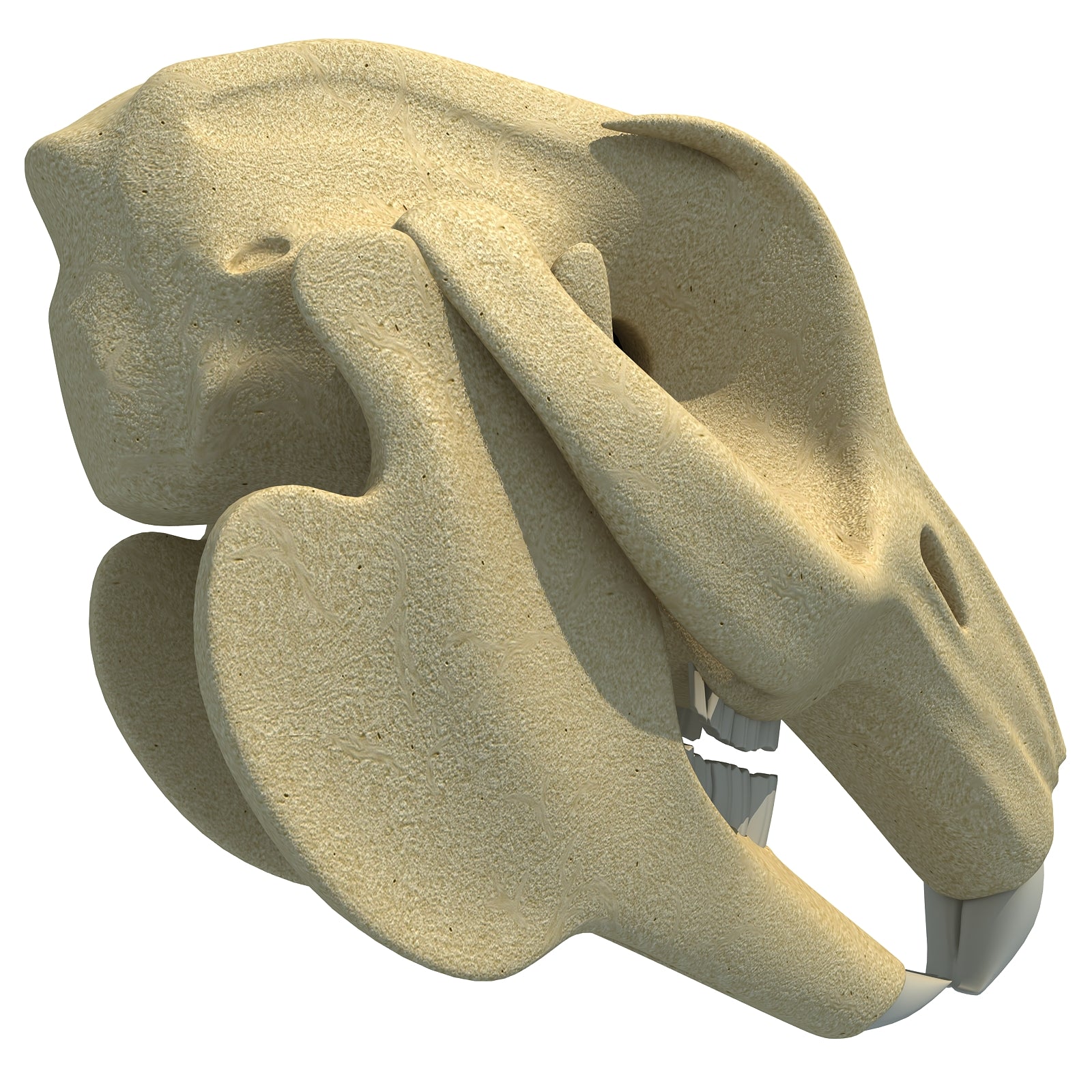 Rabbit Skull