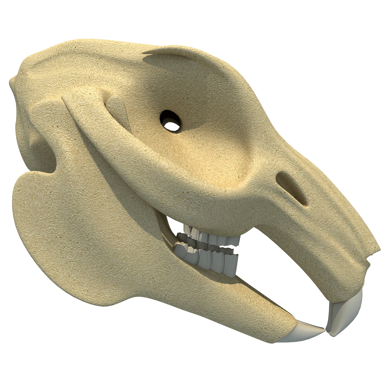 Rabbit Skull