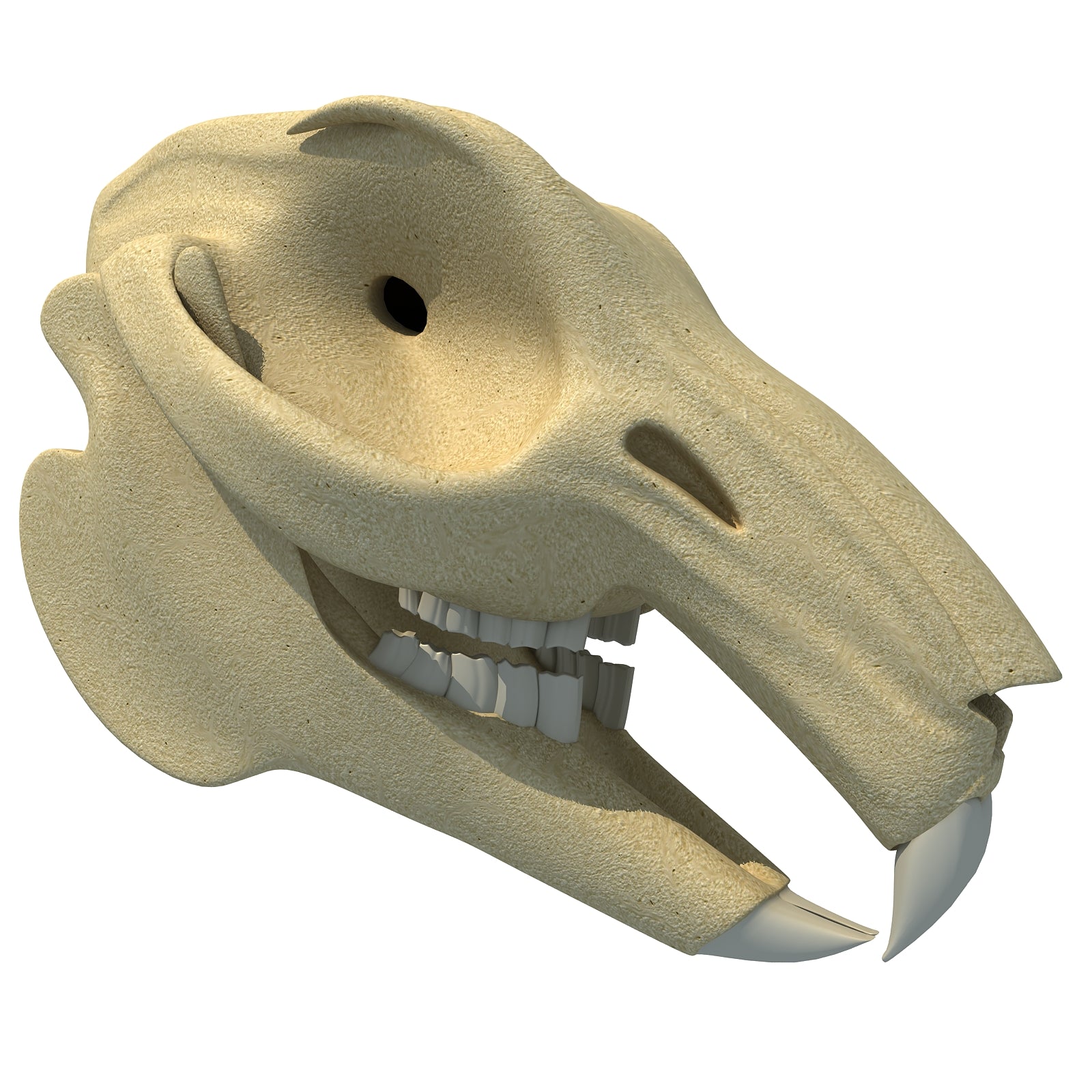 Rabbit Skull