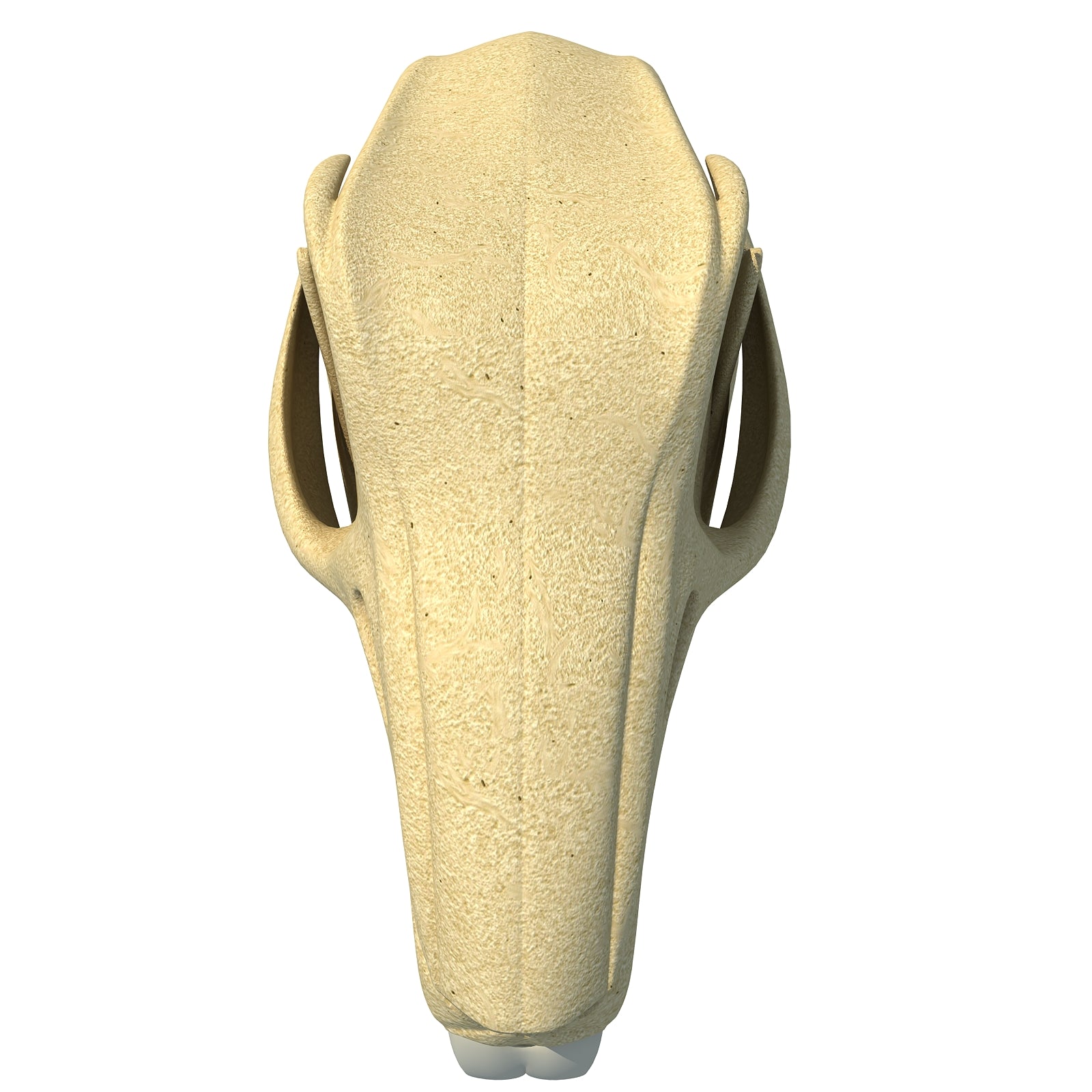 Rabbit Skull
