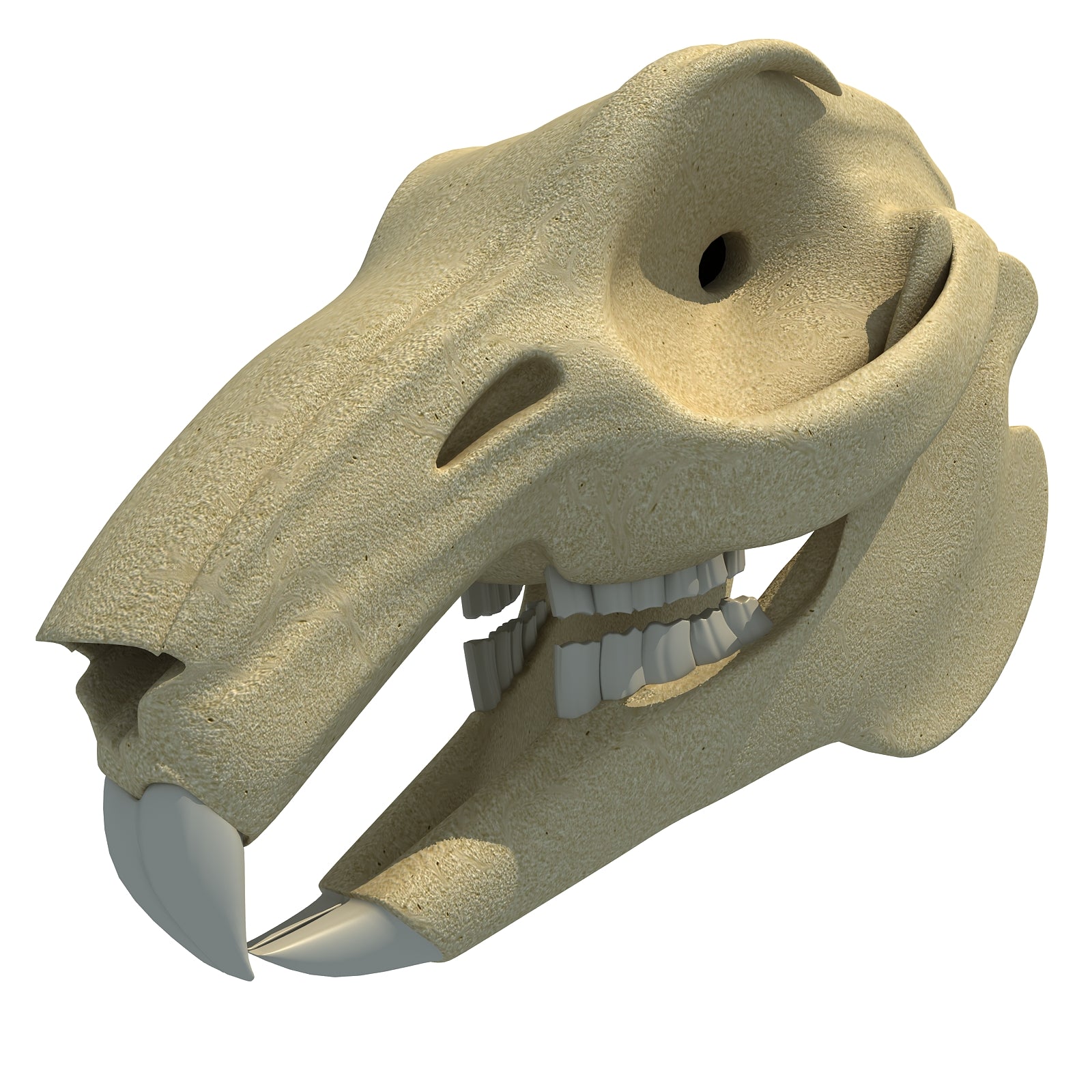Rabbit Skull