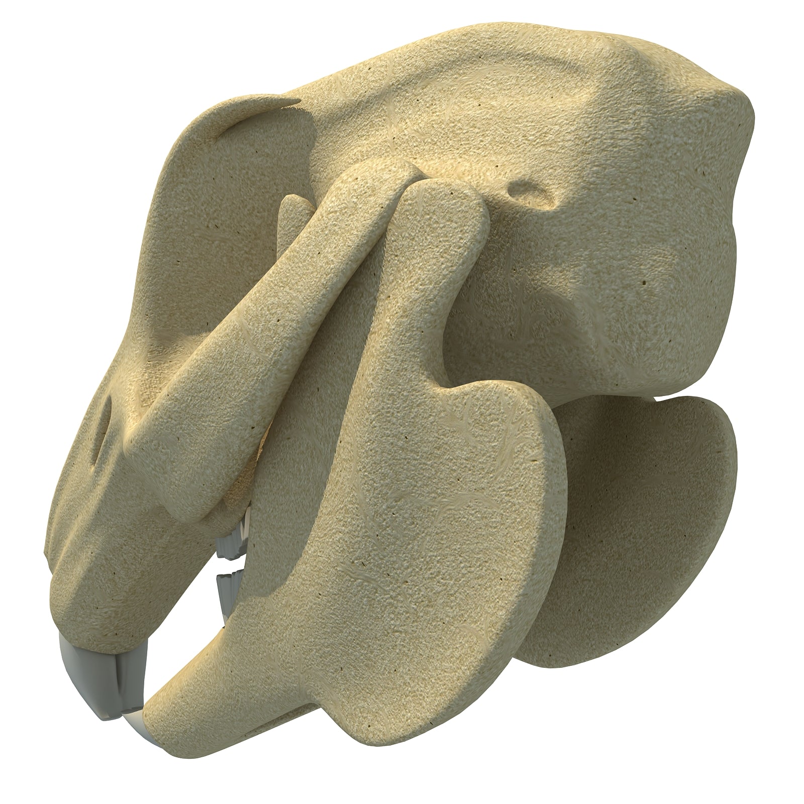 Rabbit Skull