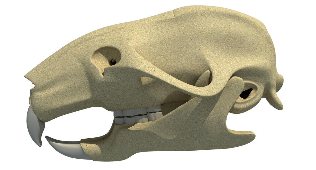 Rat Skull