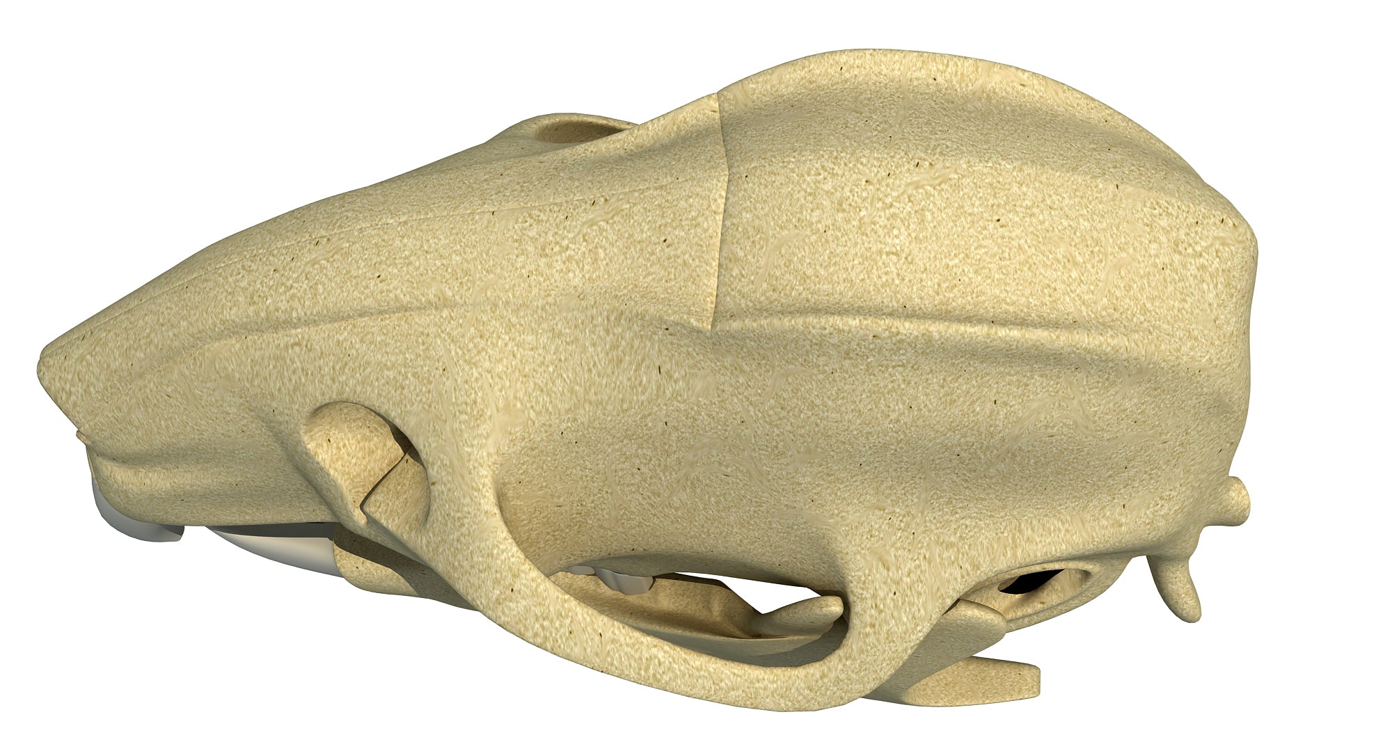 Rat Skull