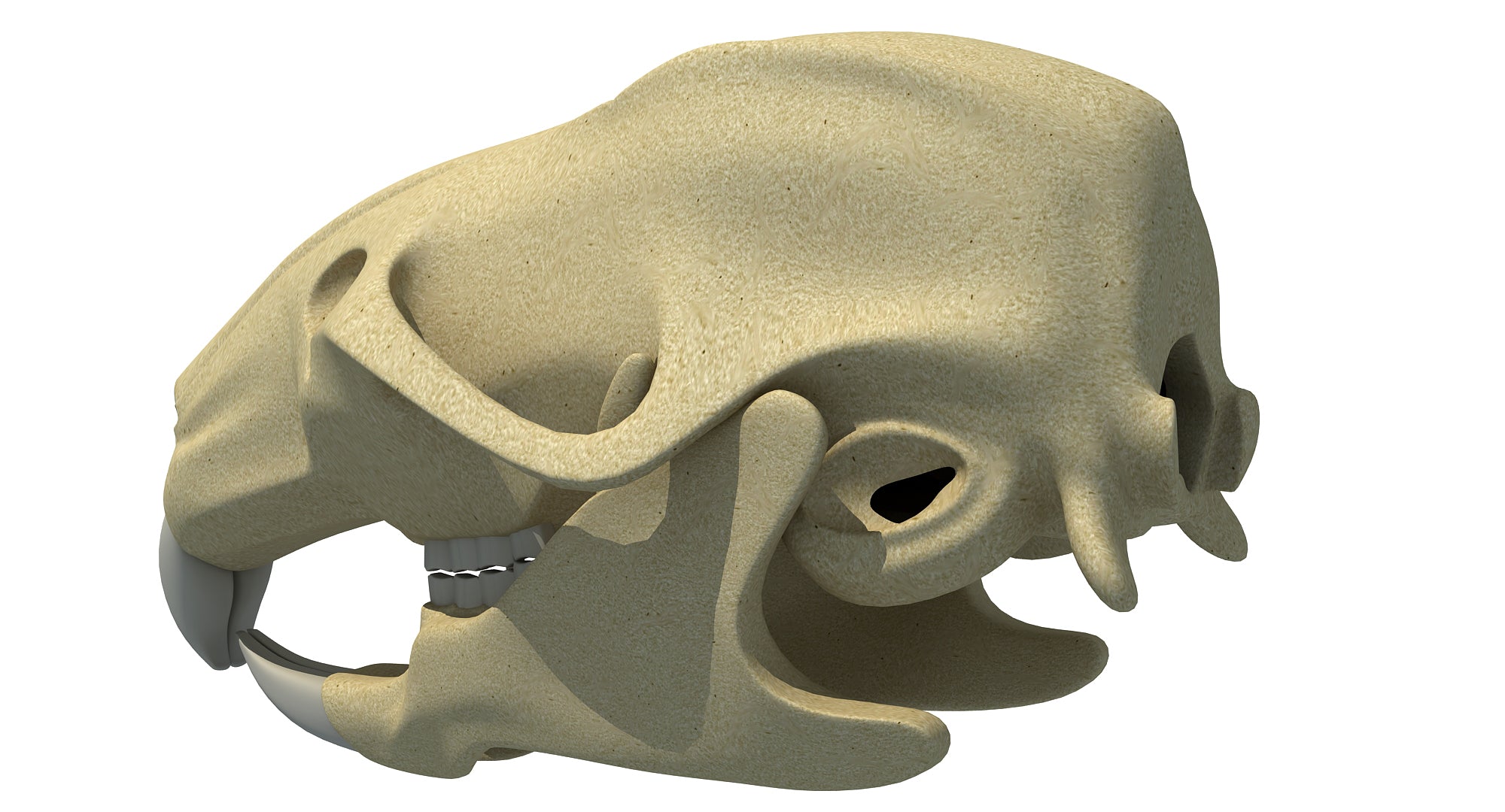 Rat Skull
