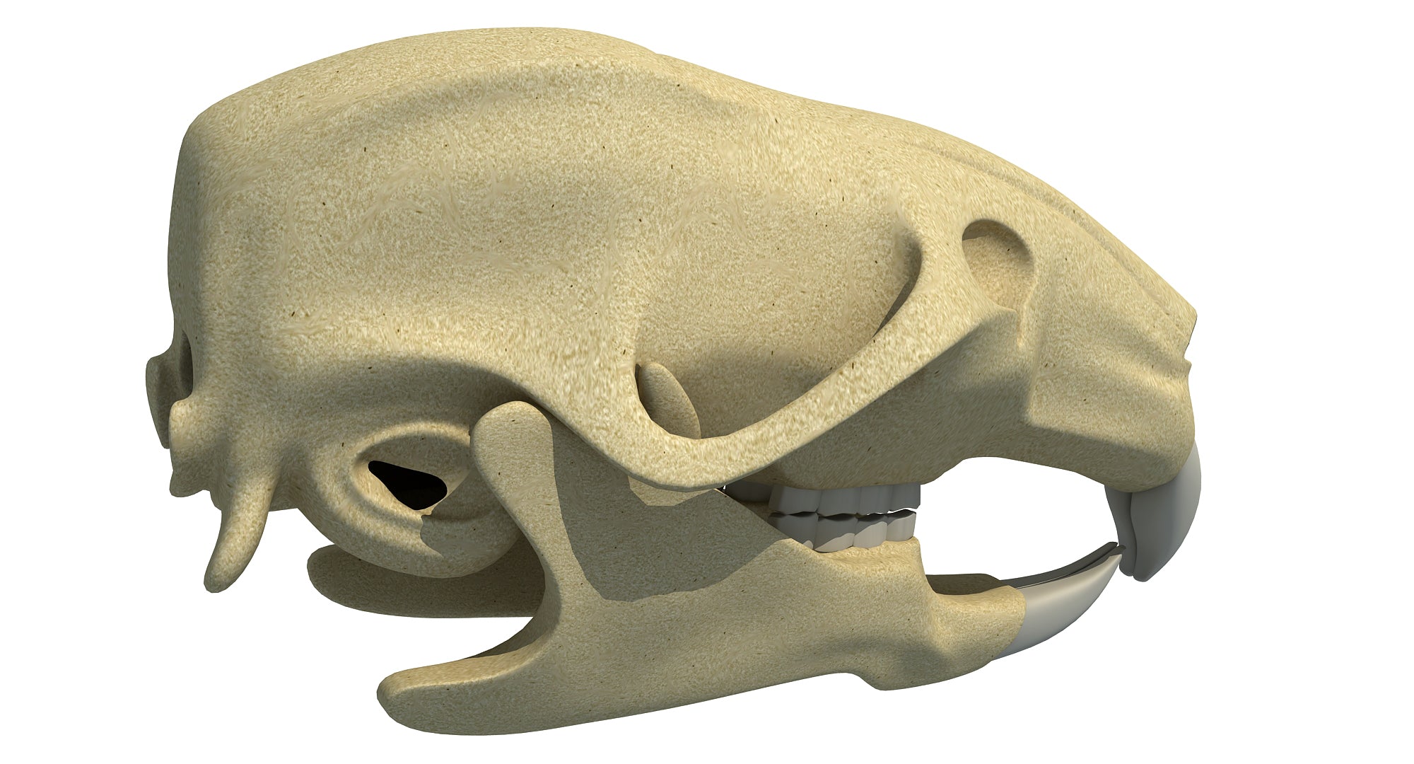 Rat Skull