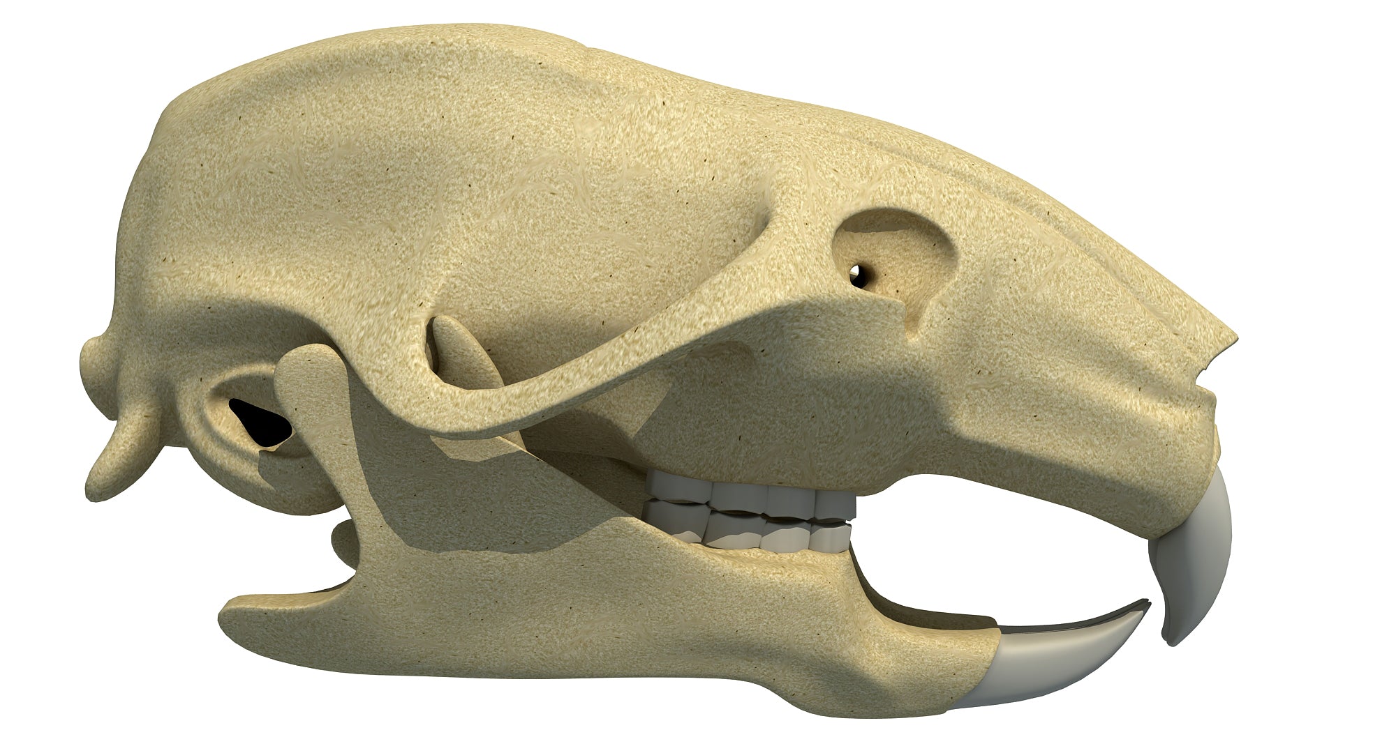 Rat Skull