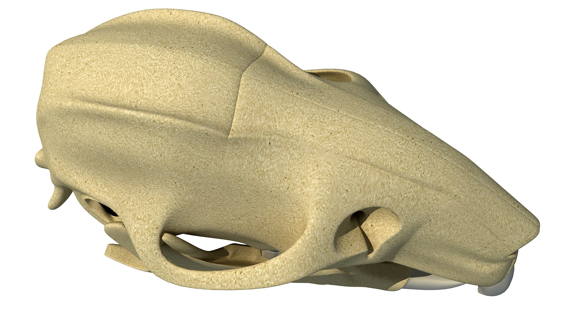 Rat Skull