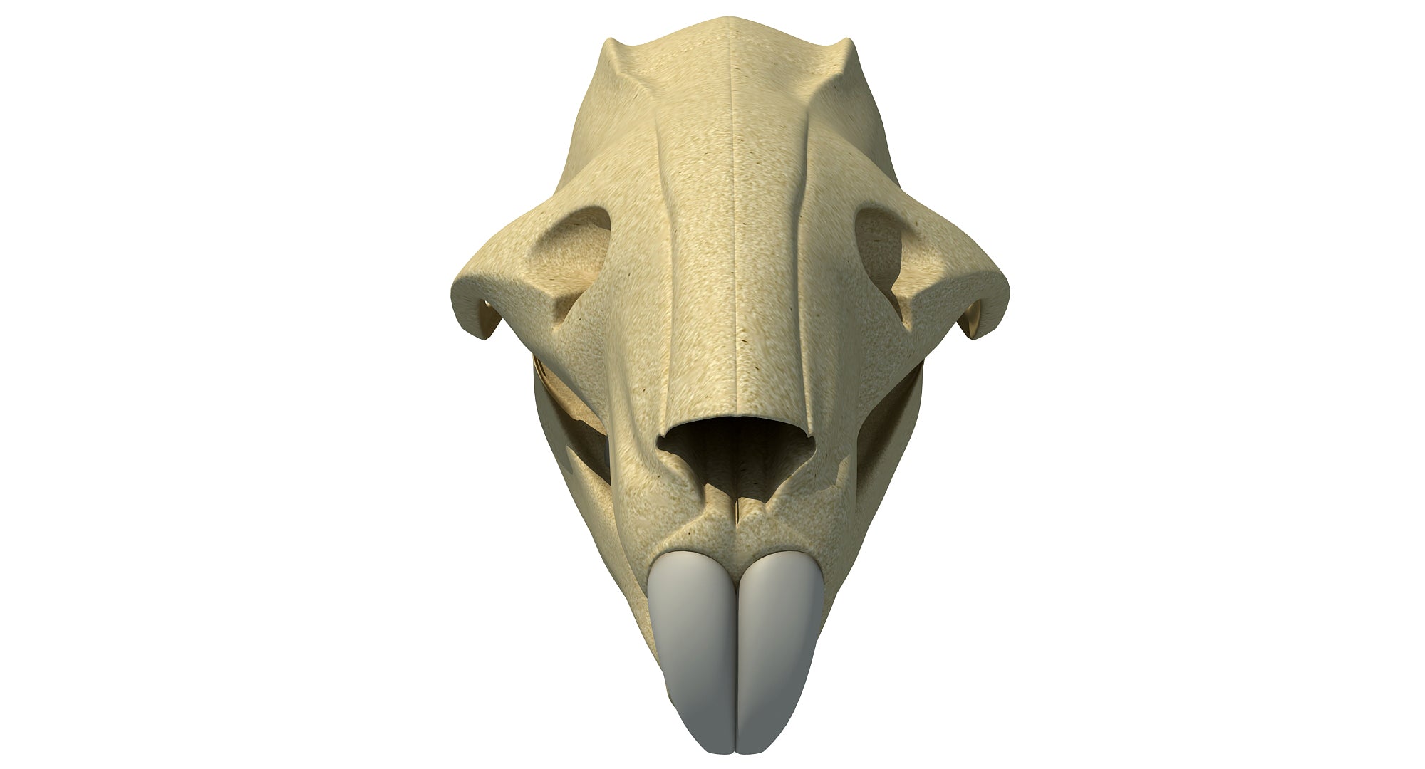 Rat Skull