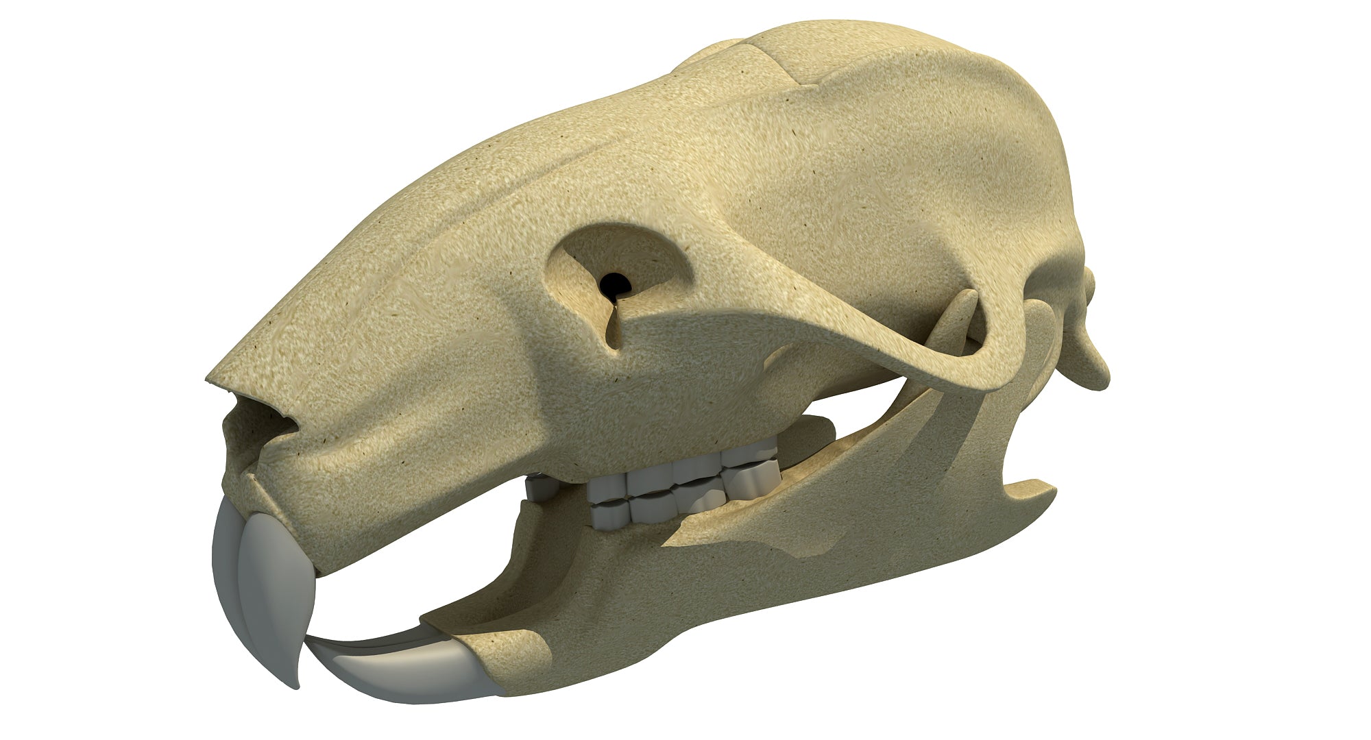 Rat Skull