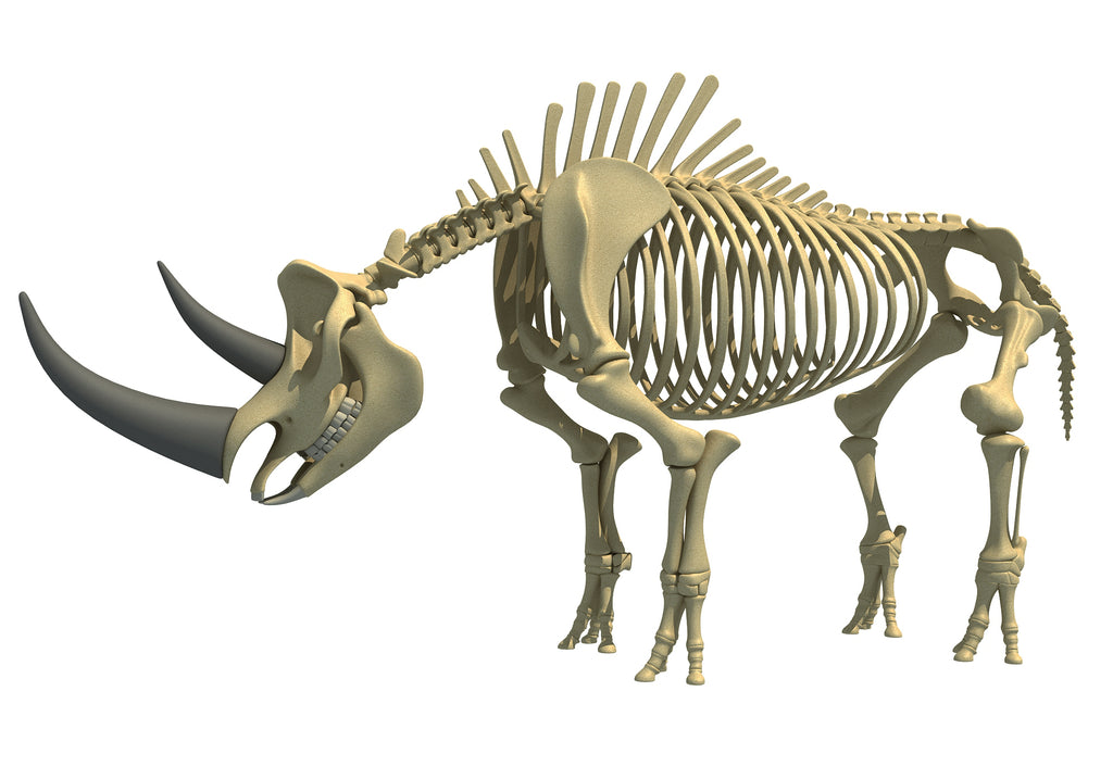 Rhino Rhinoceros Skeleton