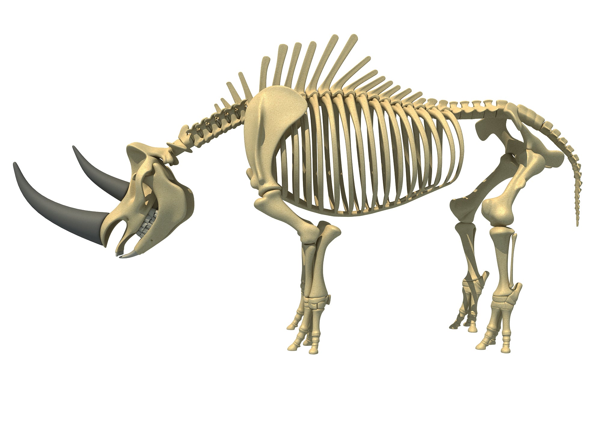 Rhino Rhinoceros Skeleton