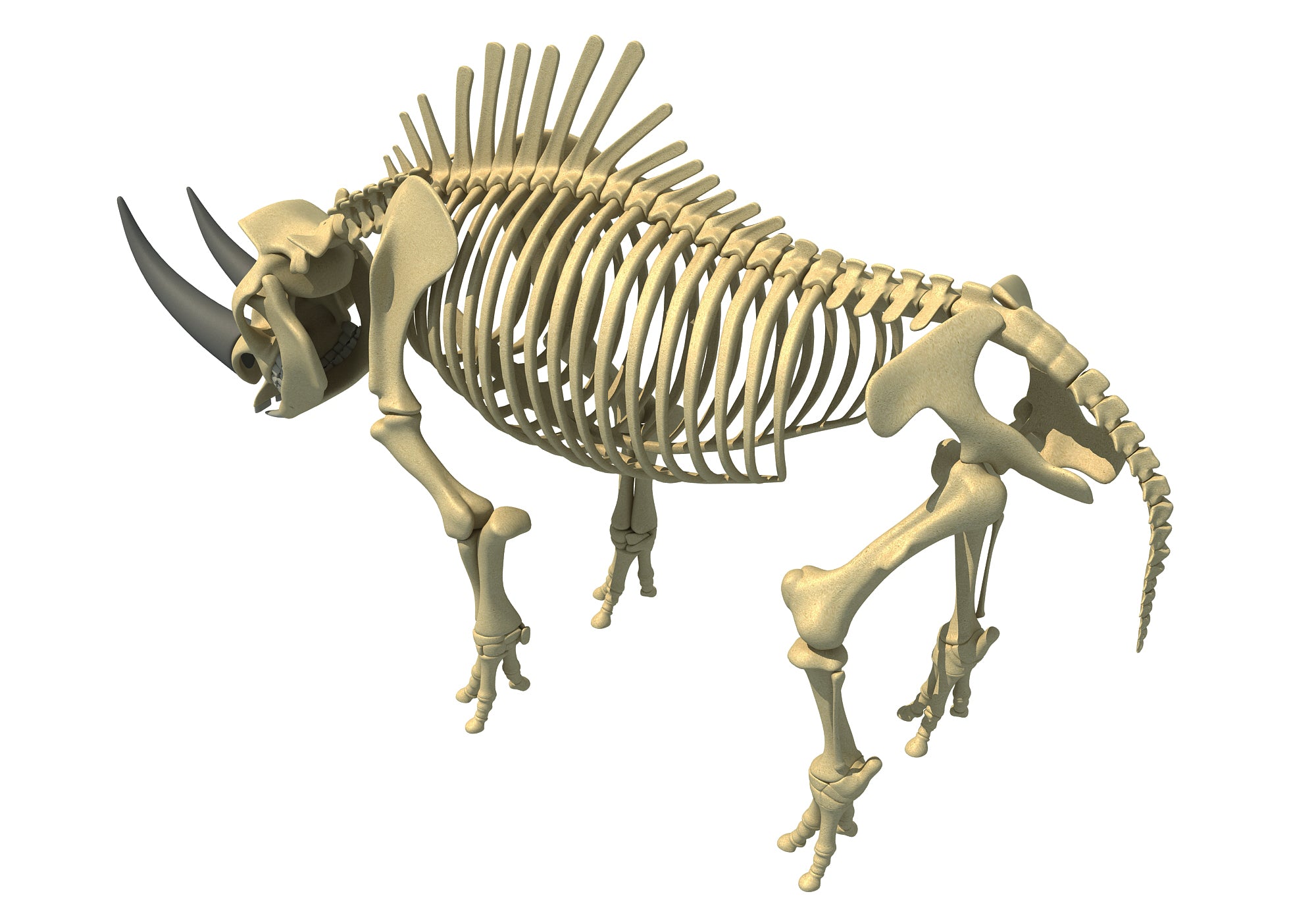 Rhino Rhinoceros Skeleton