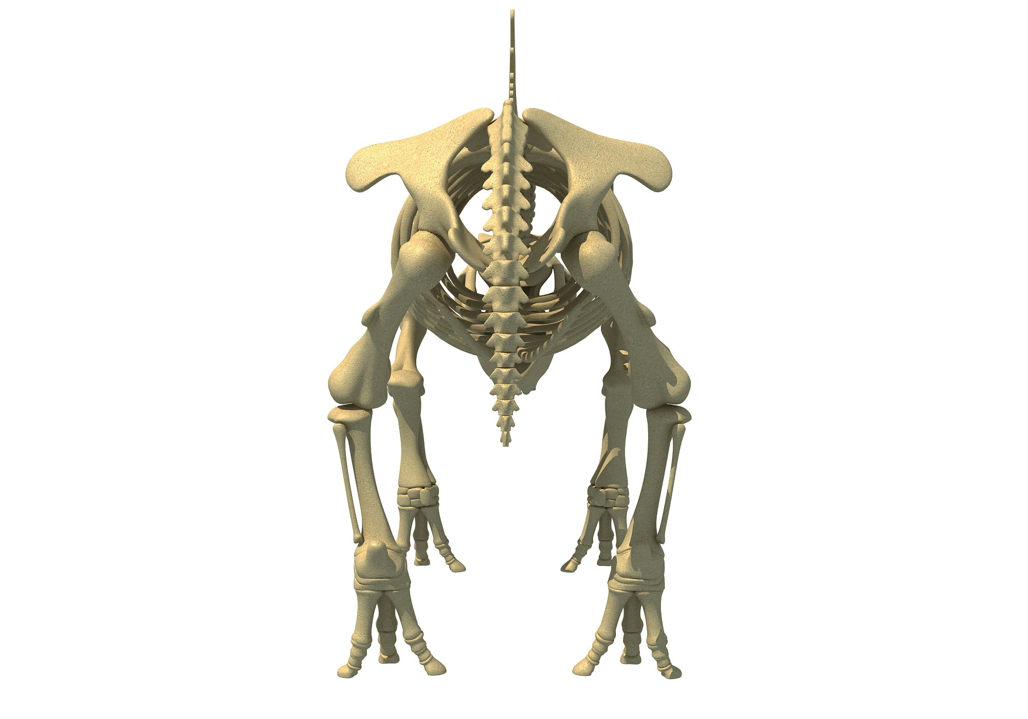 Rhino Rhinoceros Skeleton