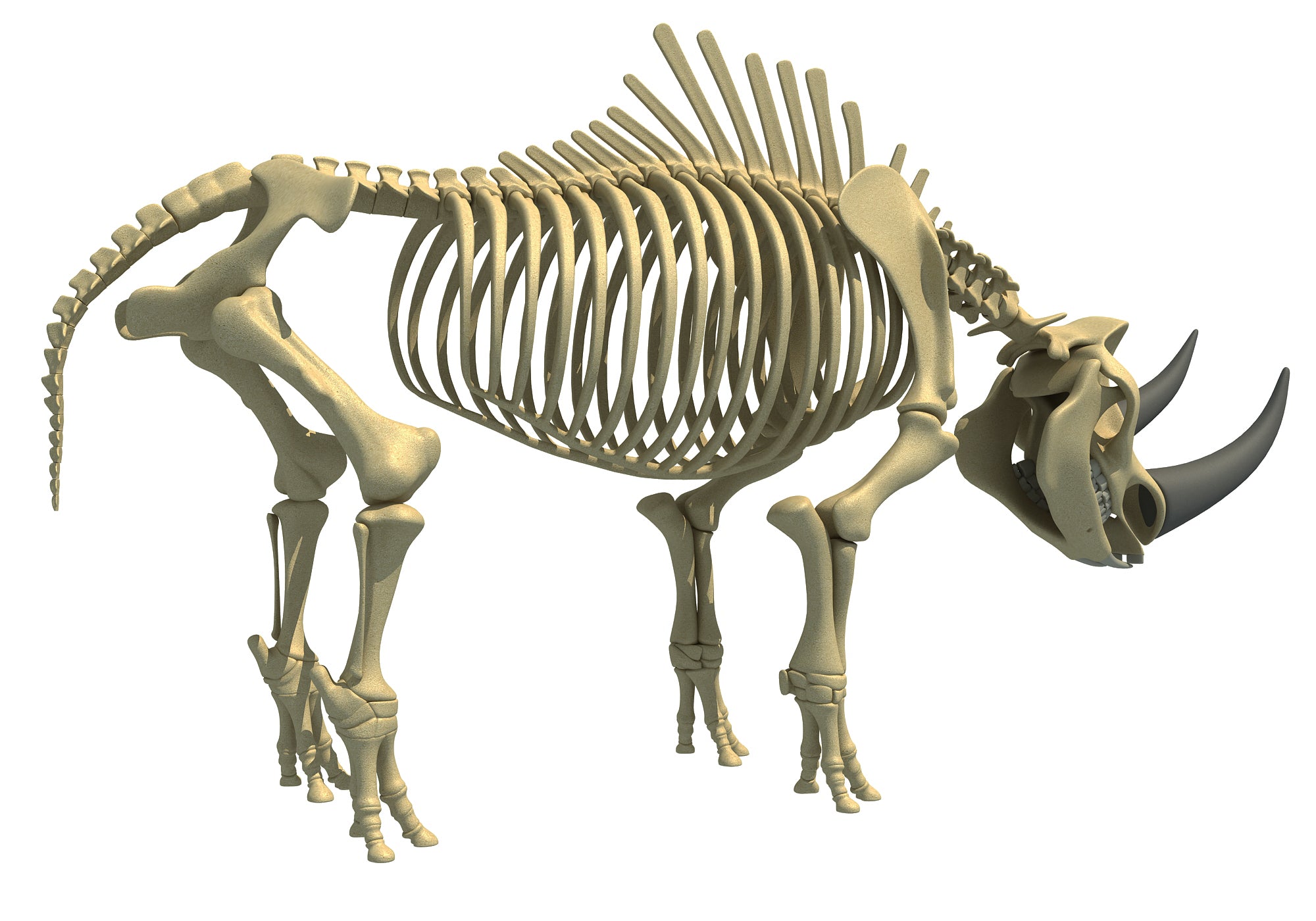 Rhino Rhinoceros Skeleton