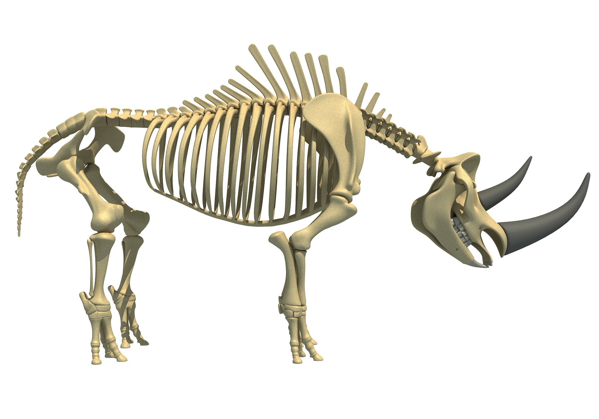 Rhino Rhinoceros Skeleton
