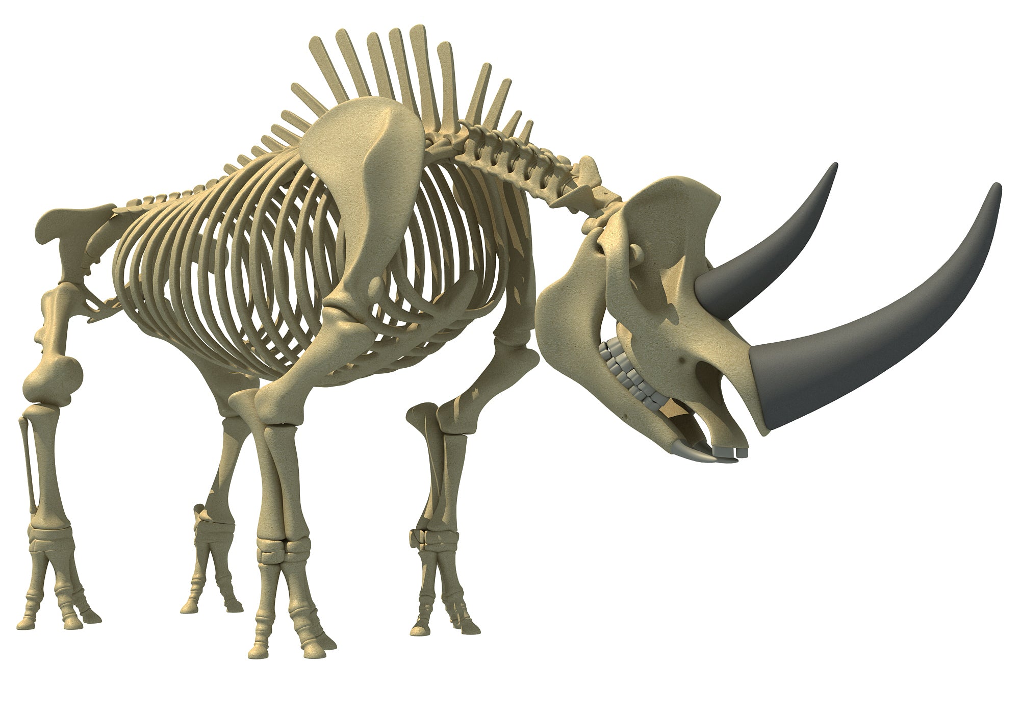 Rhino Rhinoceros Skeleton