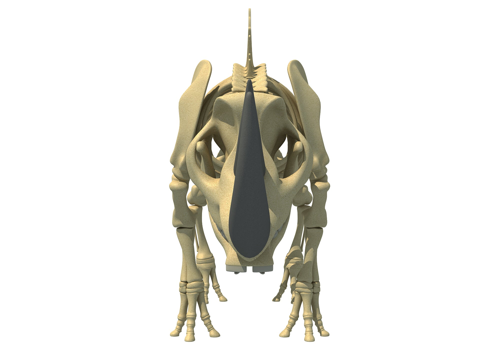 Rhino Rhinoceros Skeleton