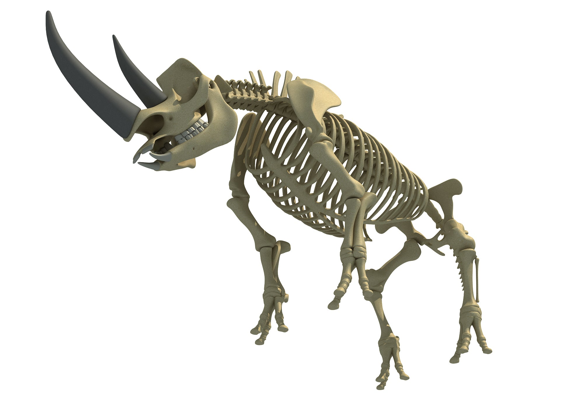 Rhino Rhinoceros Skeleton