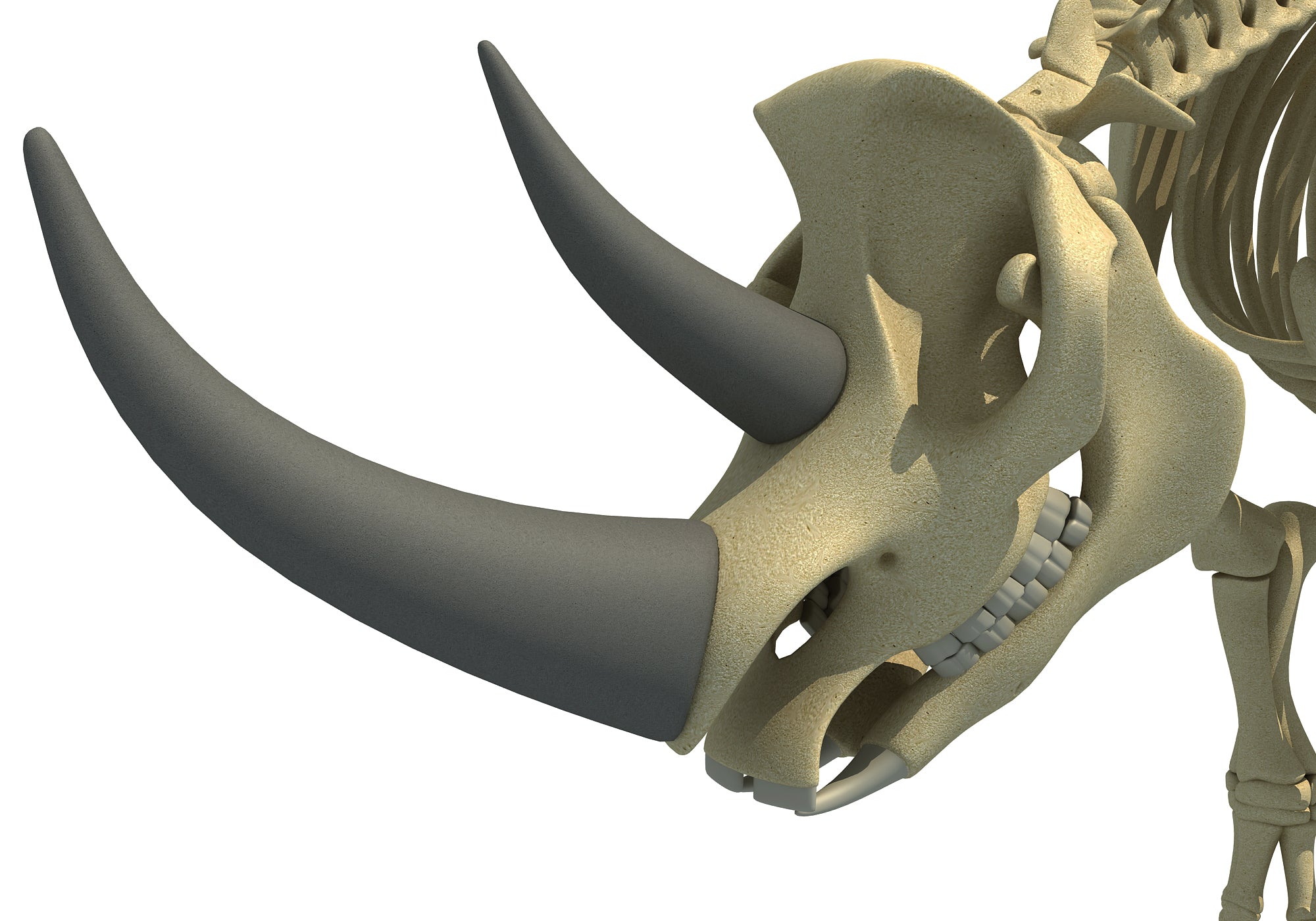 Rhino Rhinoceros Skeleton