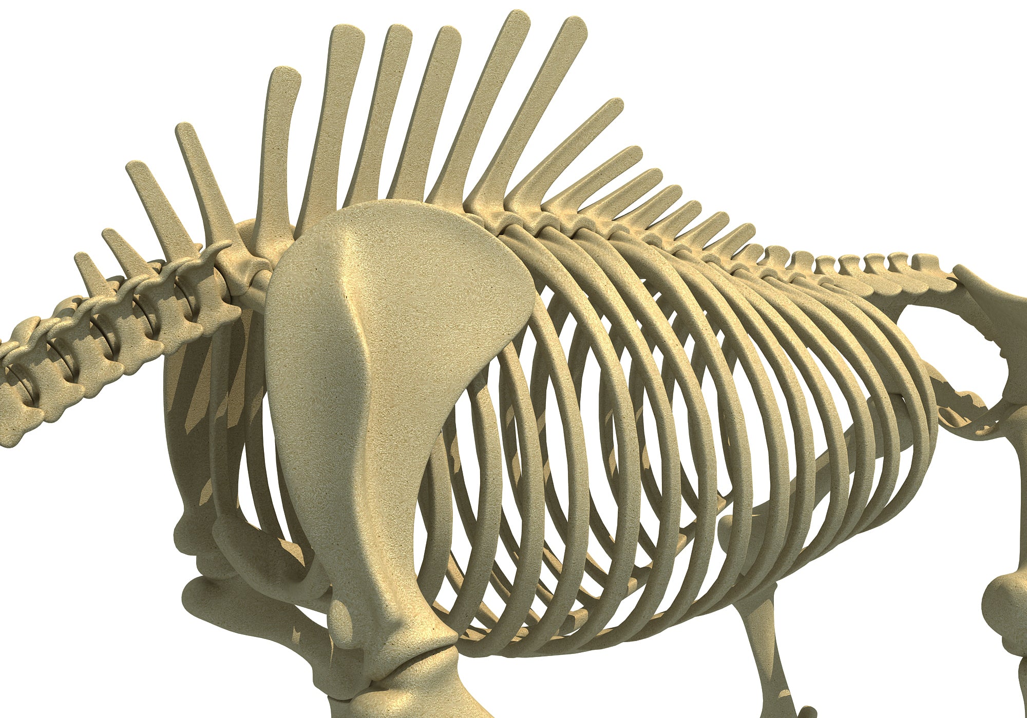 Rhino Rhinoceros Skeleton