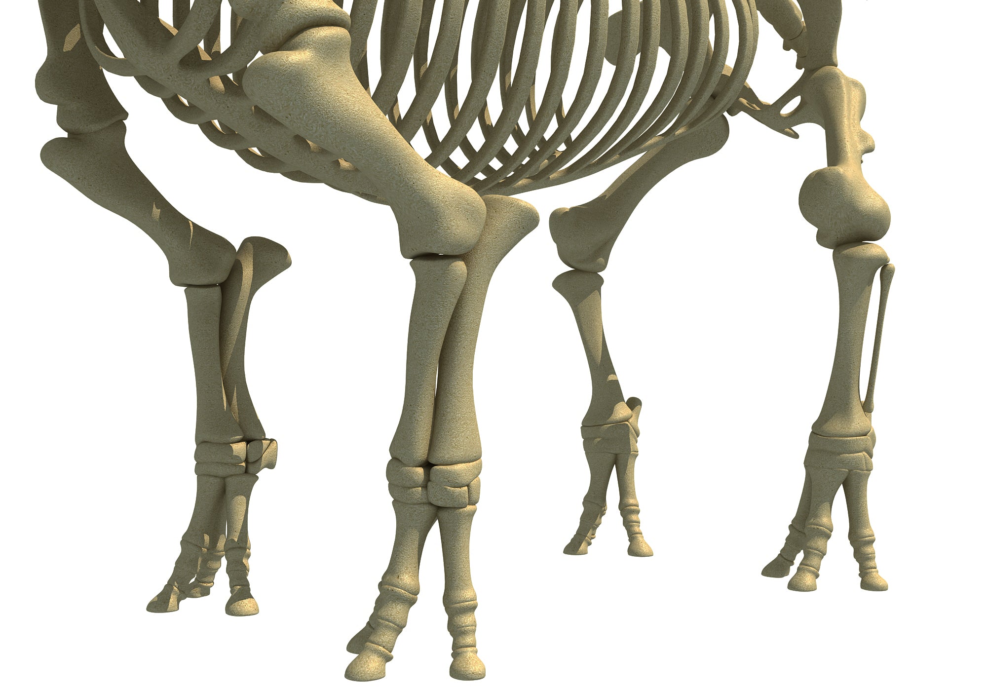 Rhino Rhinoceros Skeleton
