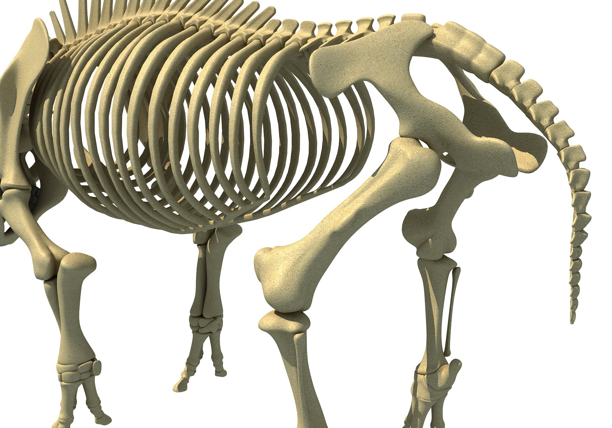 Rhino Rhinoceros Skeleton
