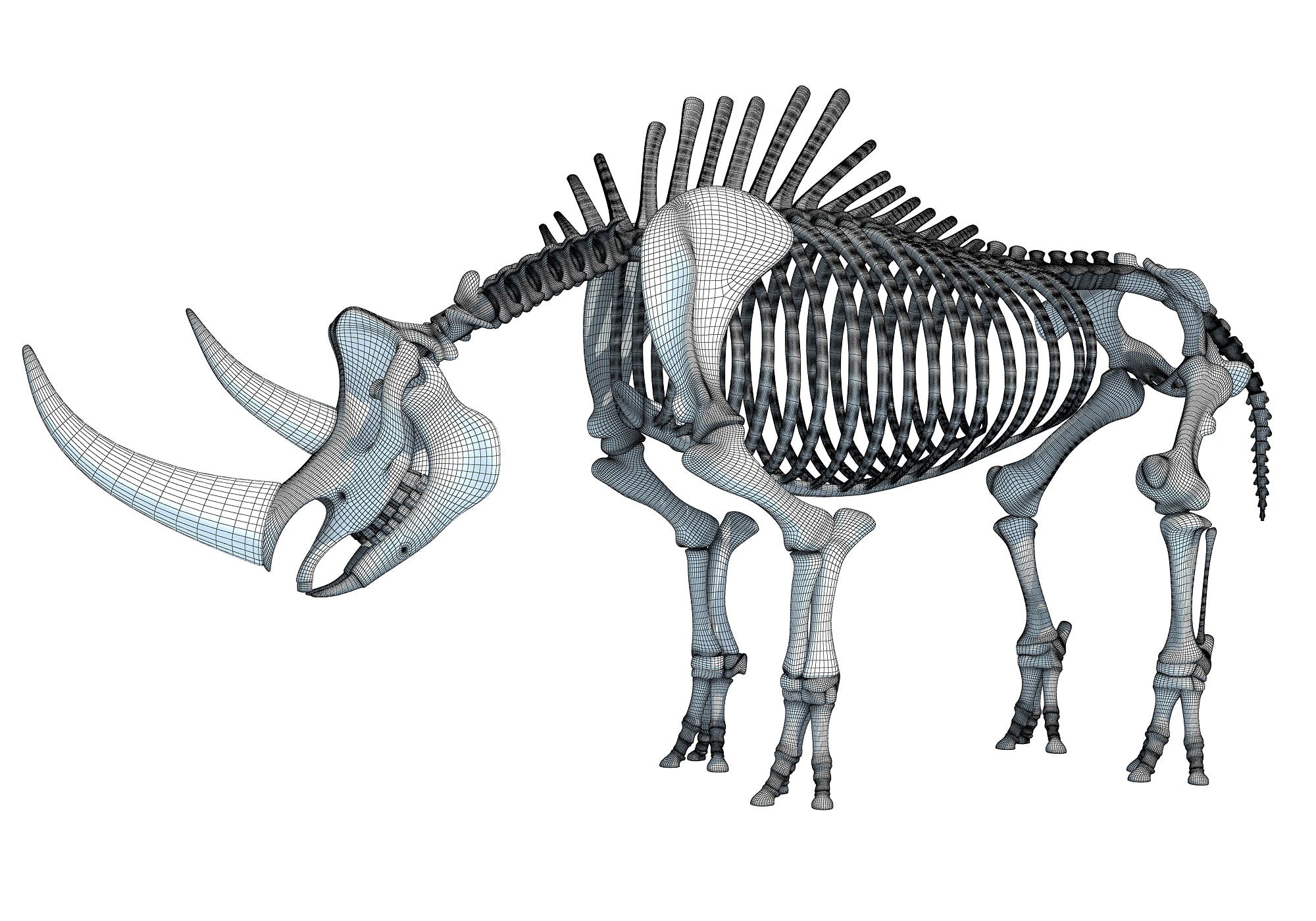 Rhino Rhinoceros Skeleton