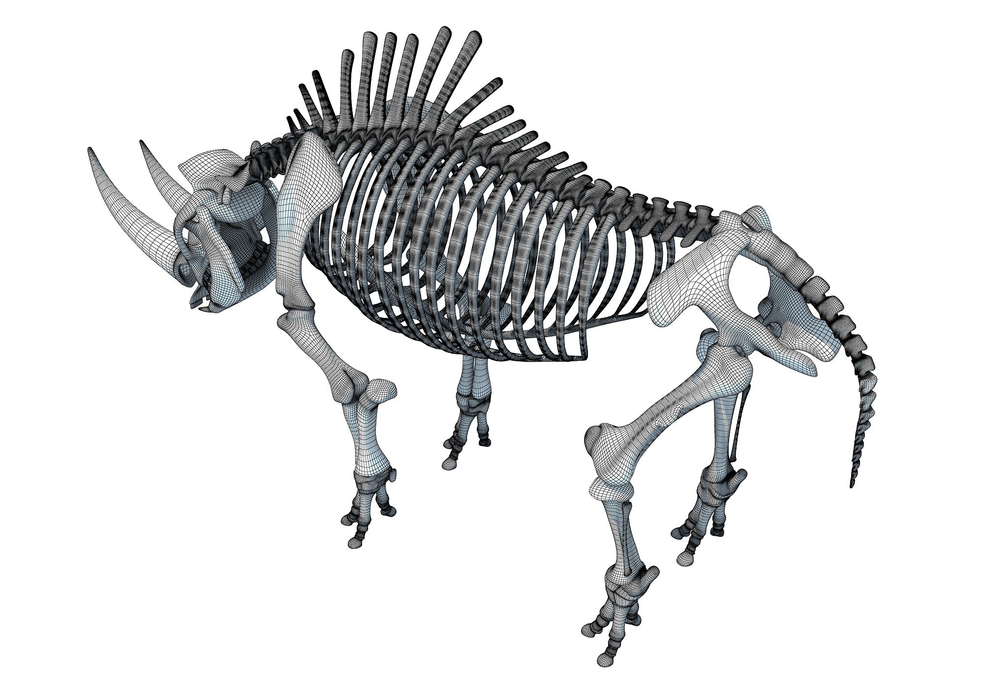 Rhino Rhinoceros Skeleton
