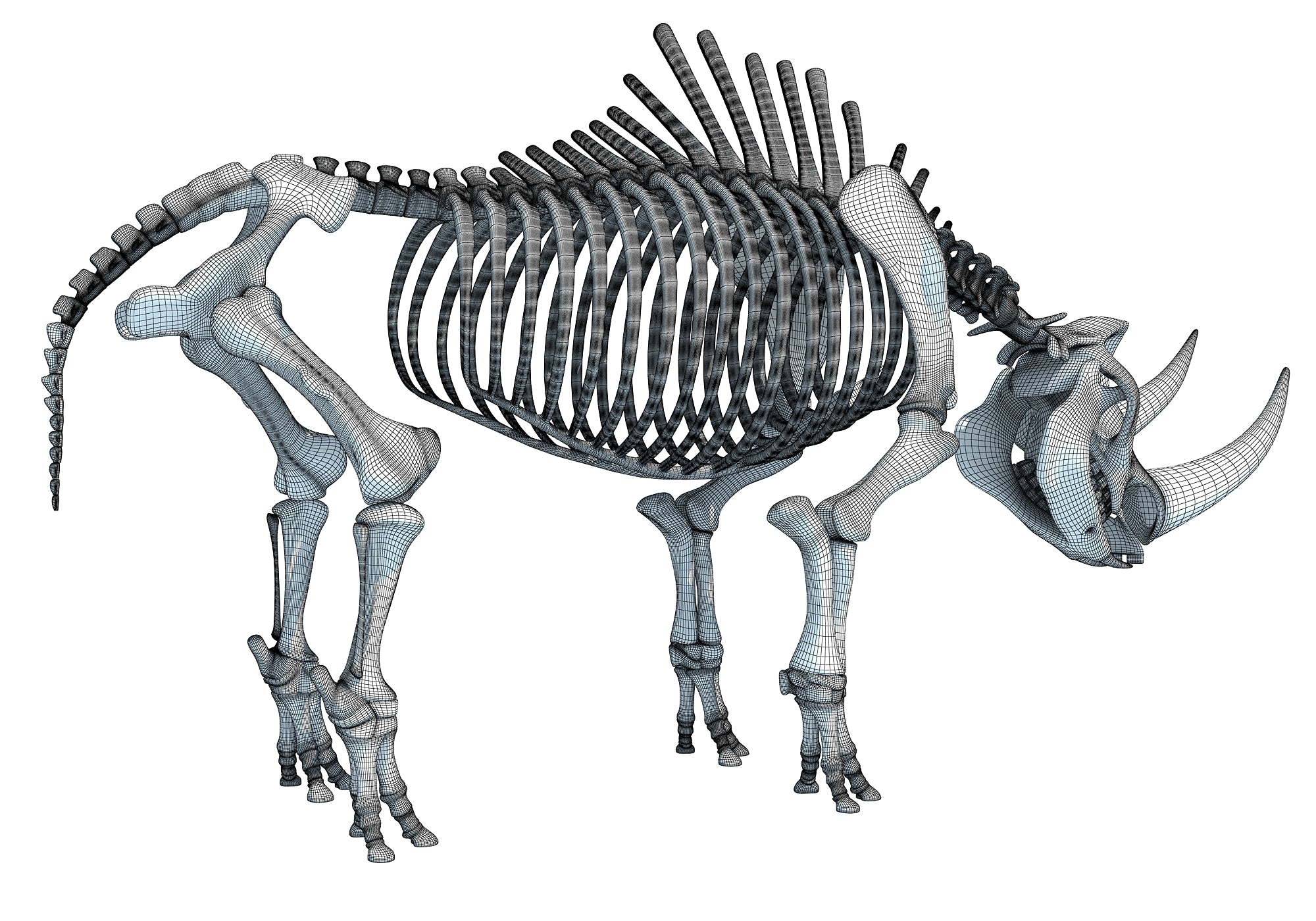 Rhino Rhinoceros Skeleton