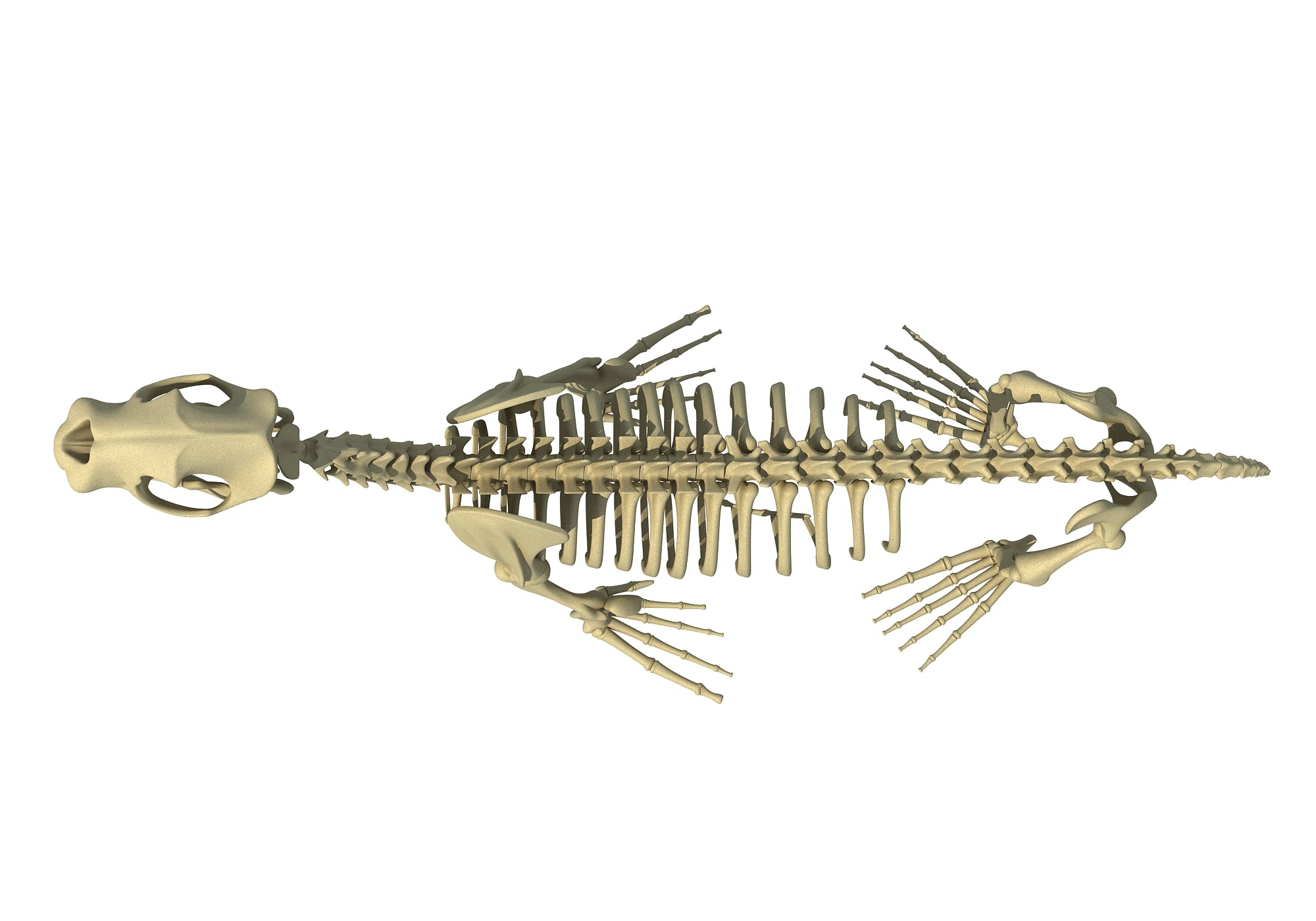 Sea Lion Skeleton