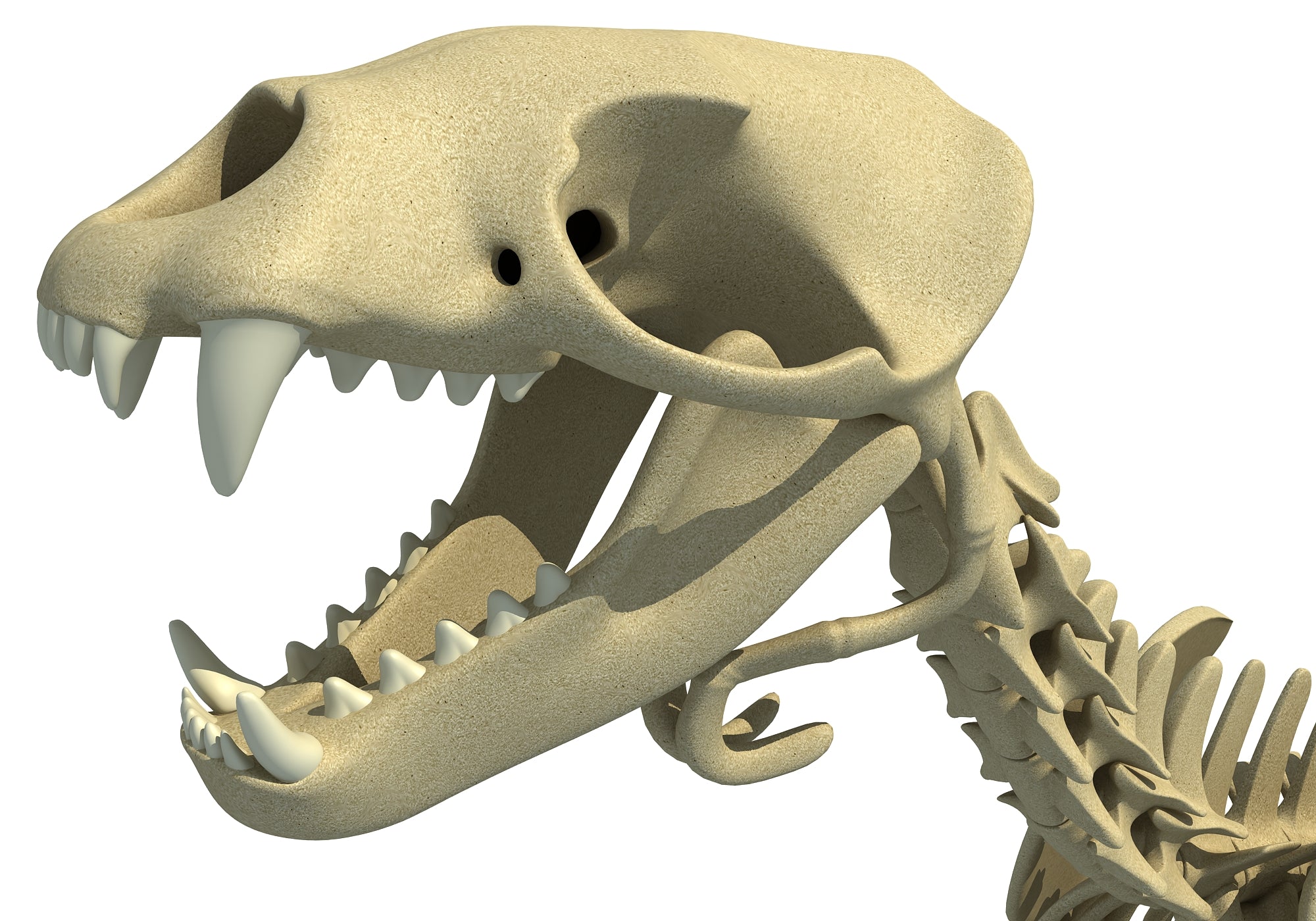 Sea Lion Skeleton