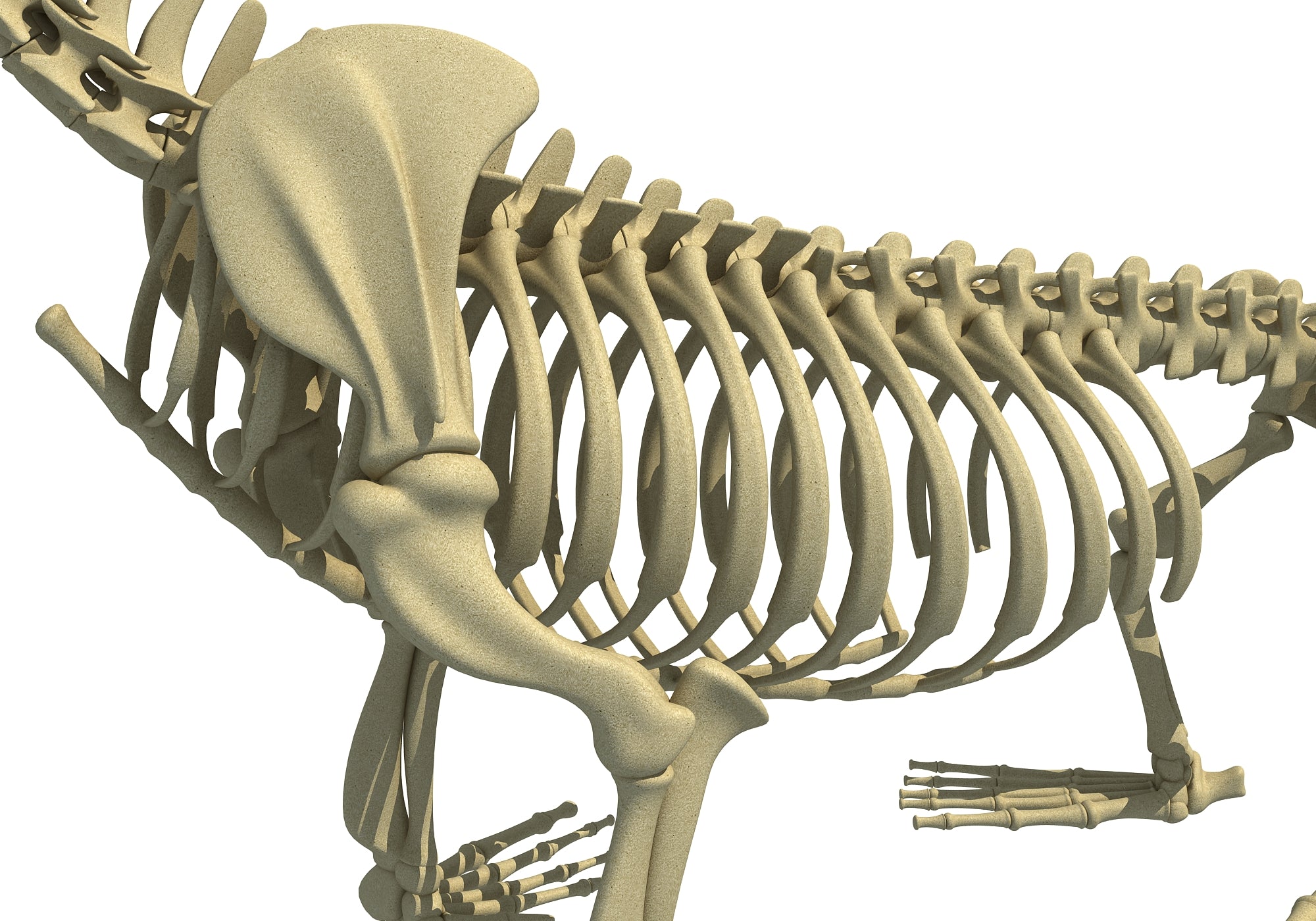 Sea Lion Skeleton