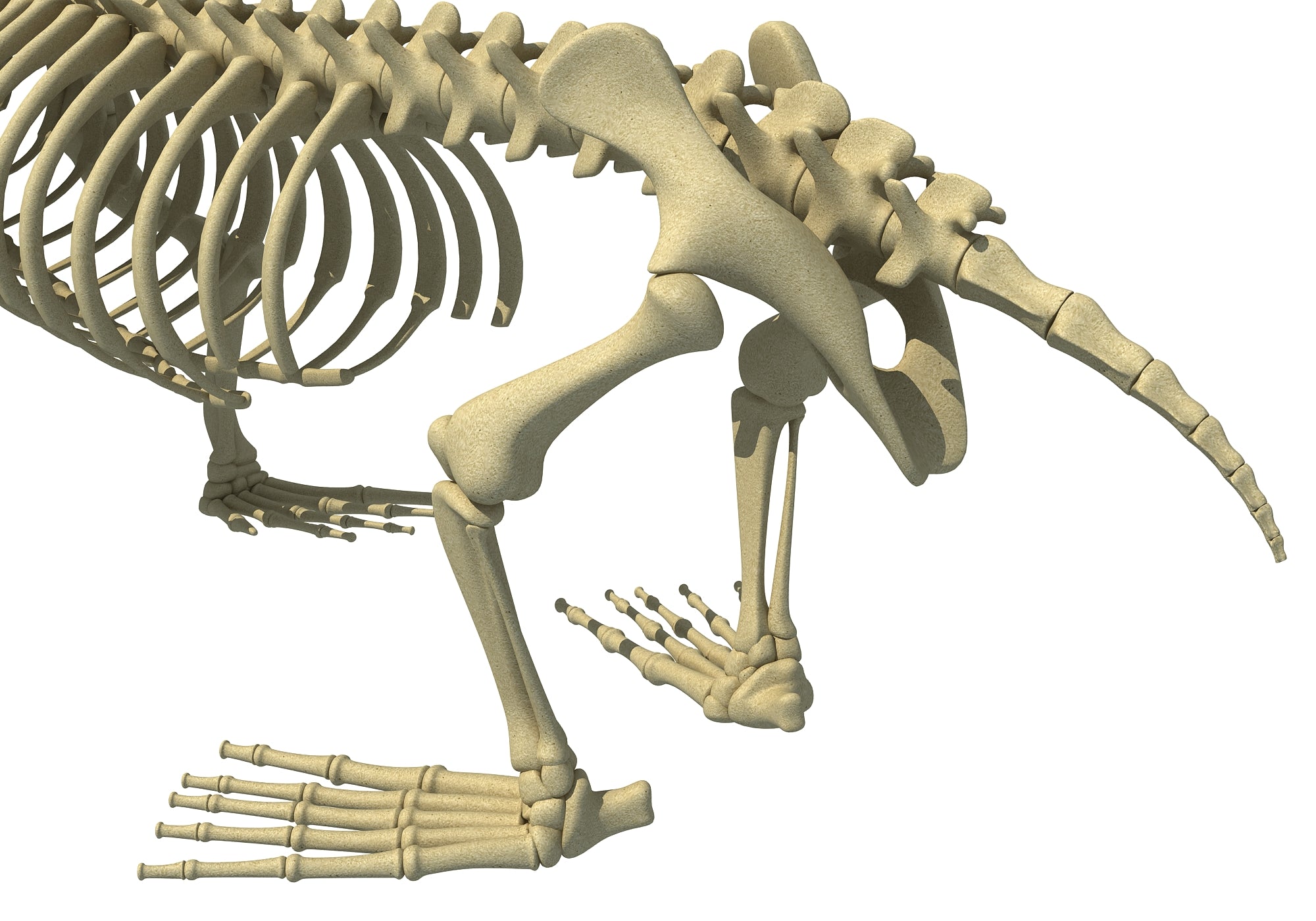 Sea Lion Skeleton