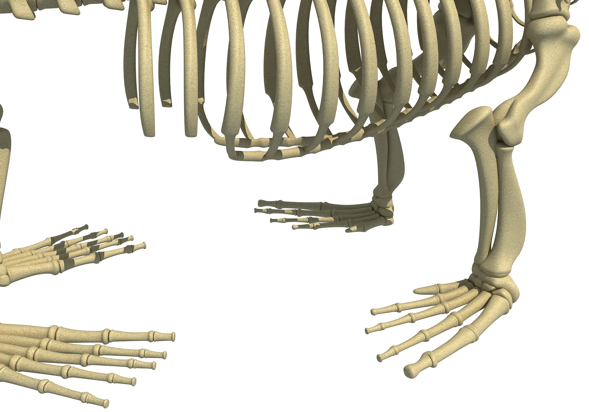 Sea Lion Skeleton