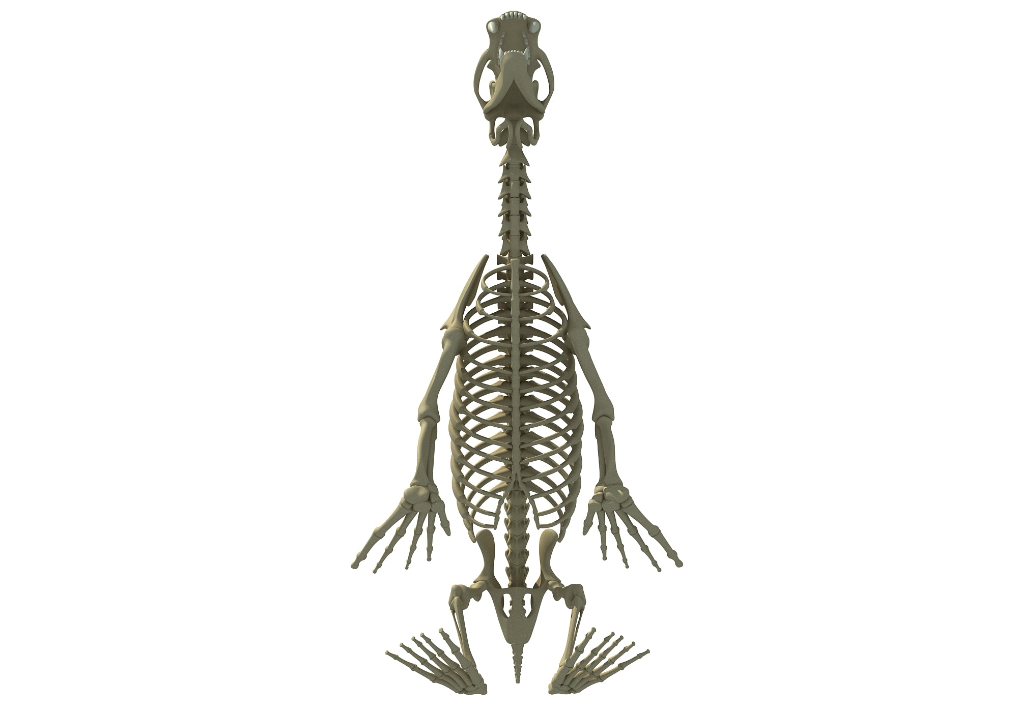Sea Lion Skeleton
