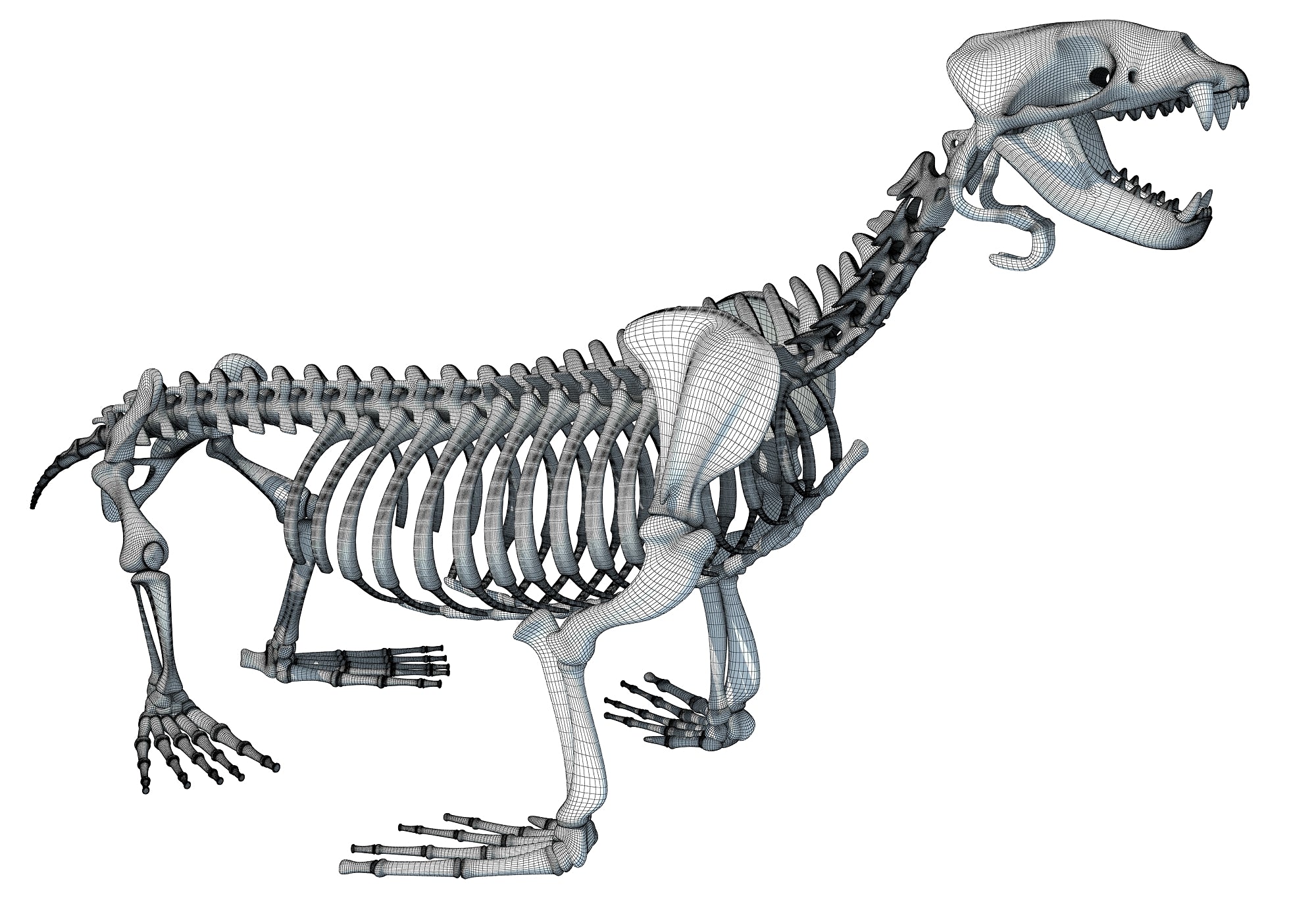 Sea Lion Skeleton 3D Model