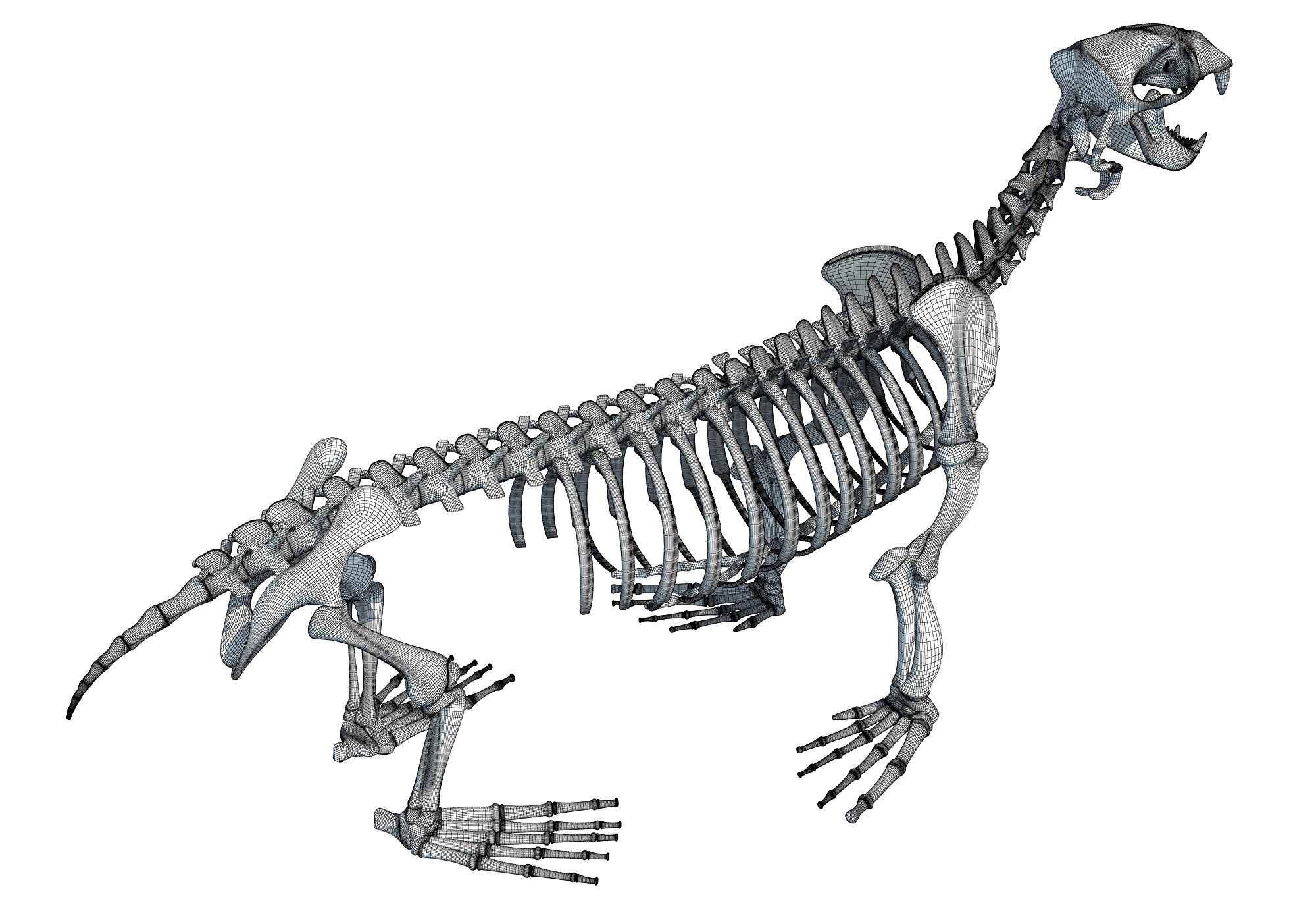 Sea Lion Skeleton 3D Model