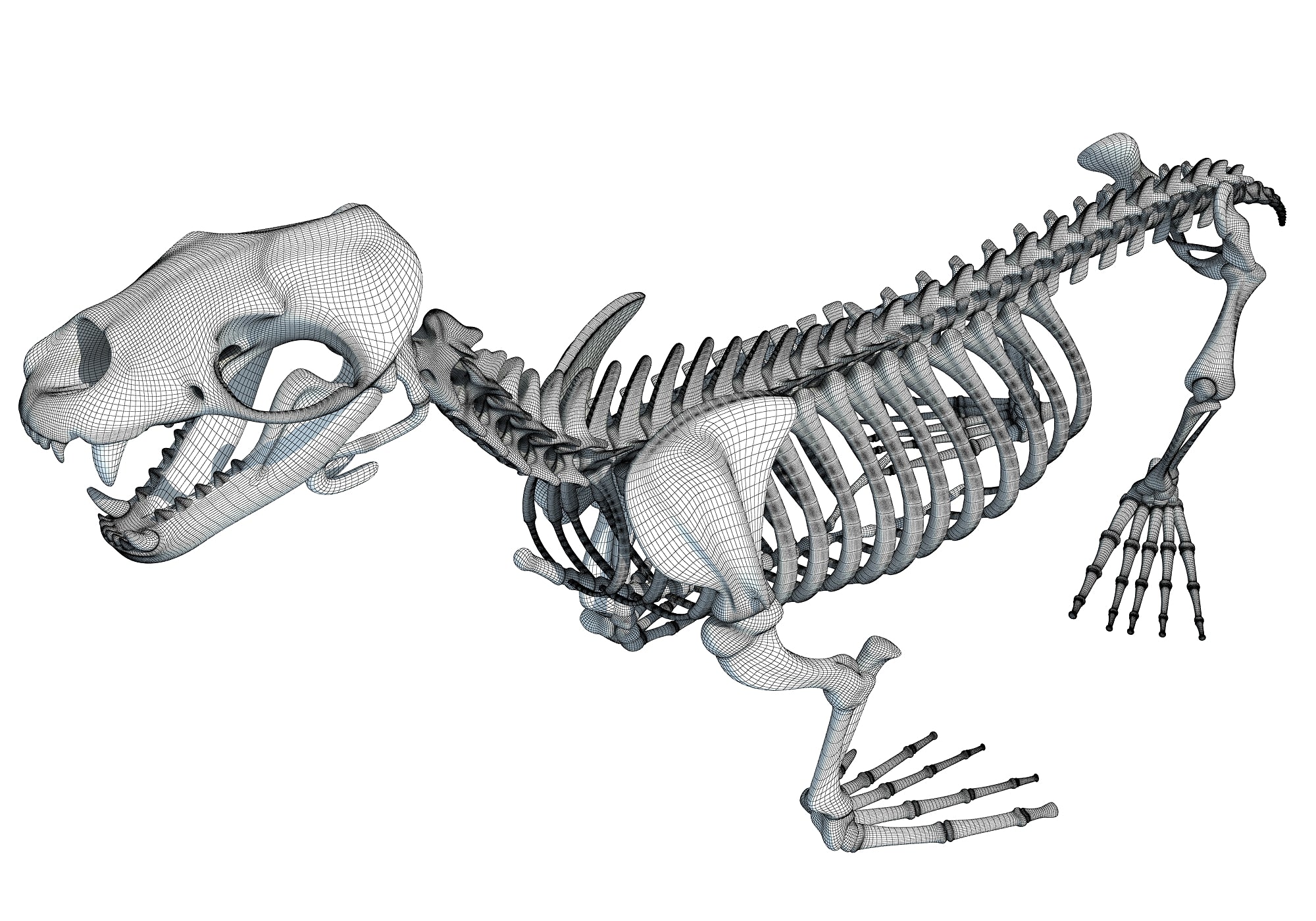 Sea Lion Skeleton 3D Model