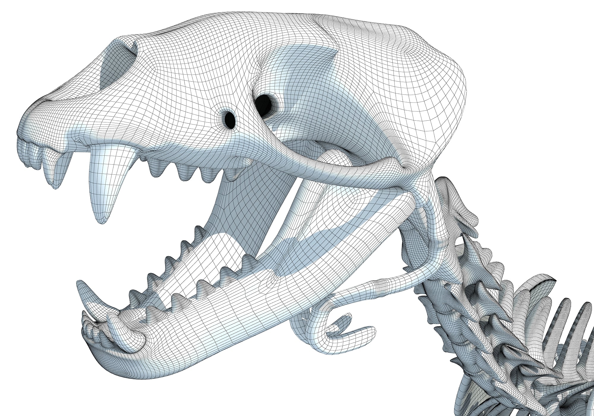 Sea Lion Skeleton 3D Model
