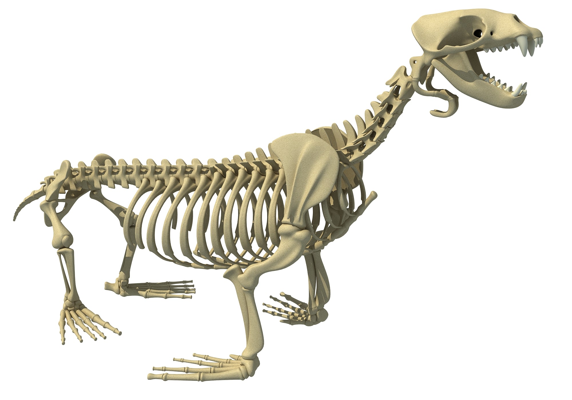 Sea Lion Skeleton