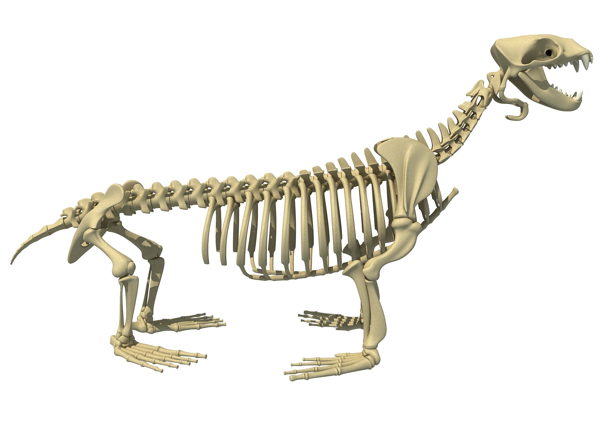 Sea Lion Skeleton