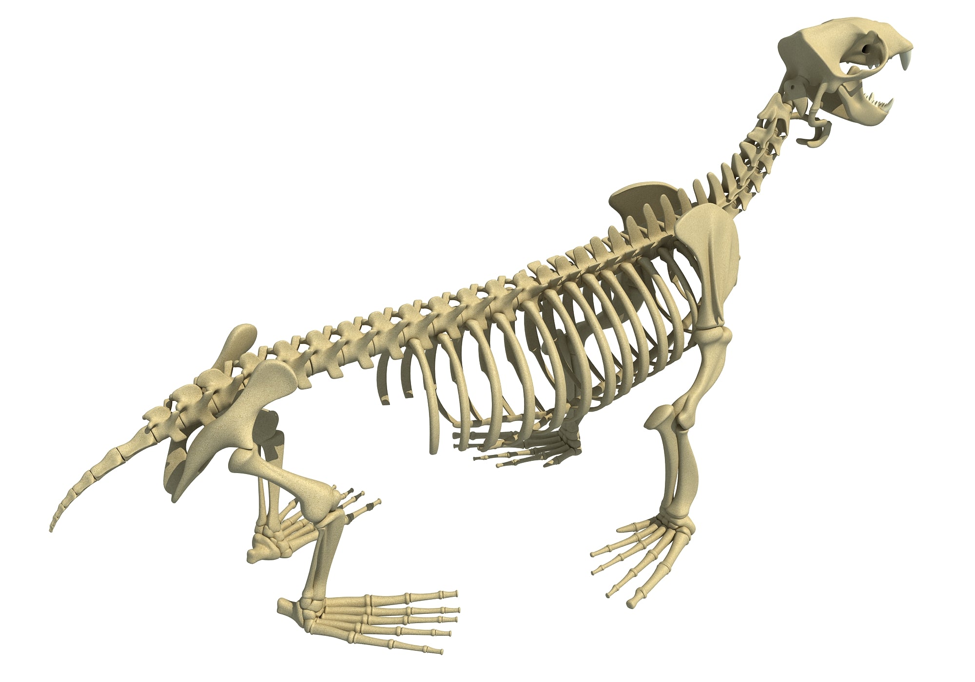 Sea Lion Skeleton