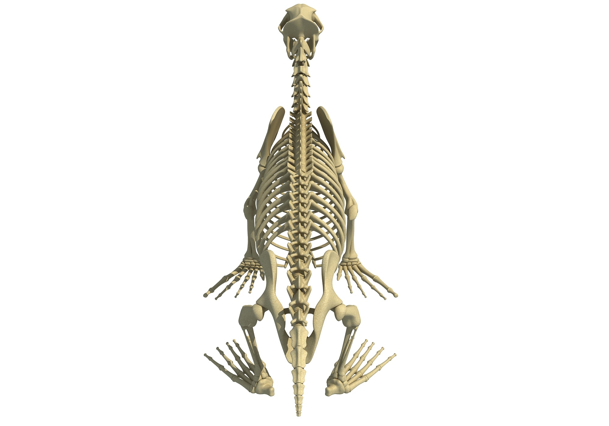 Sea Lion Skeleton