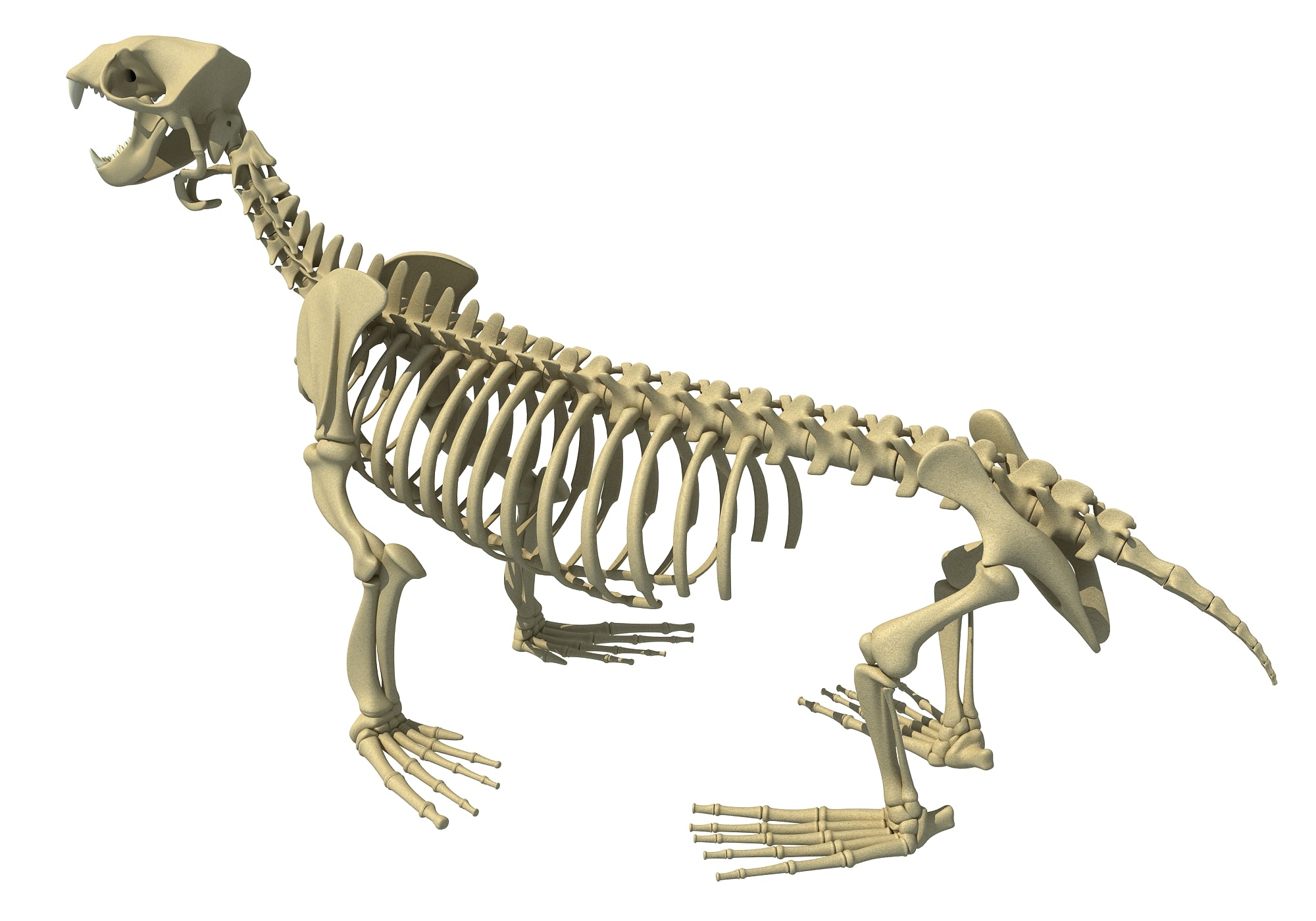 Sea Lion Skeleton