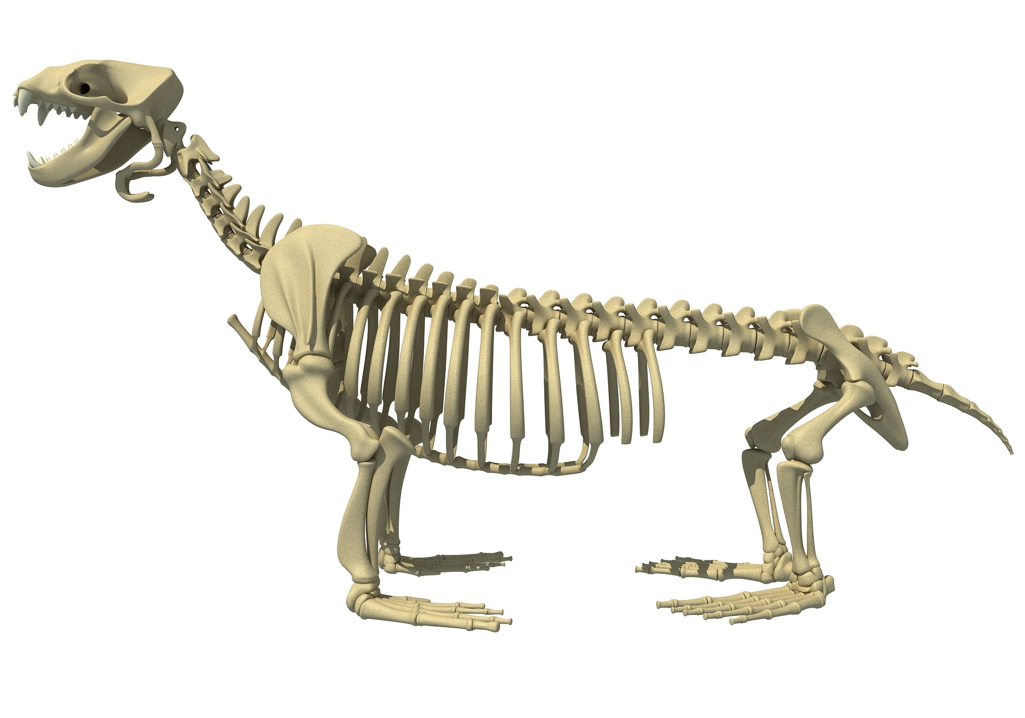 Sea Lion Skeleton