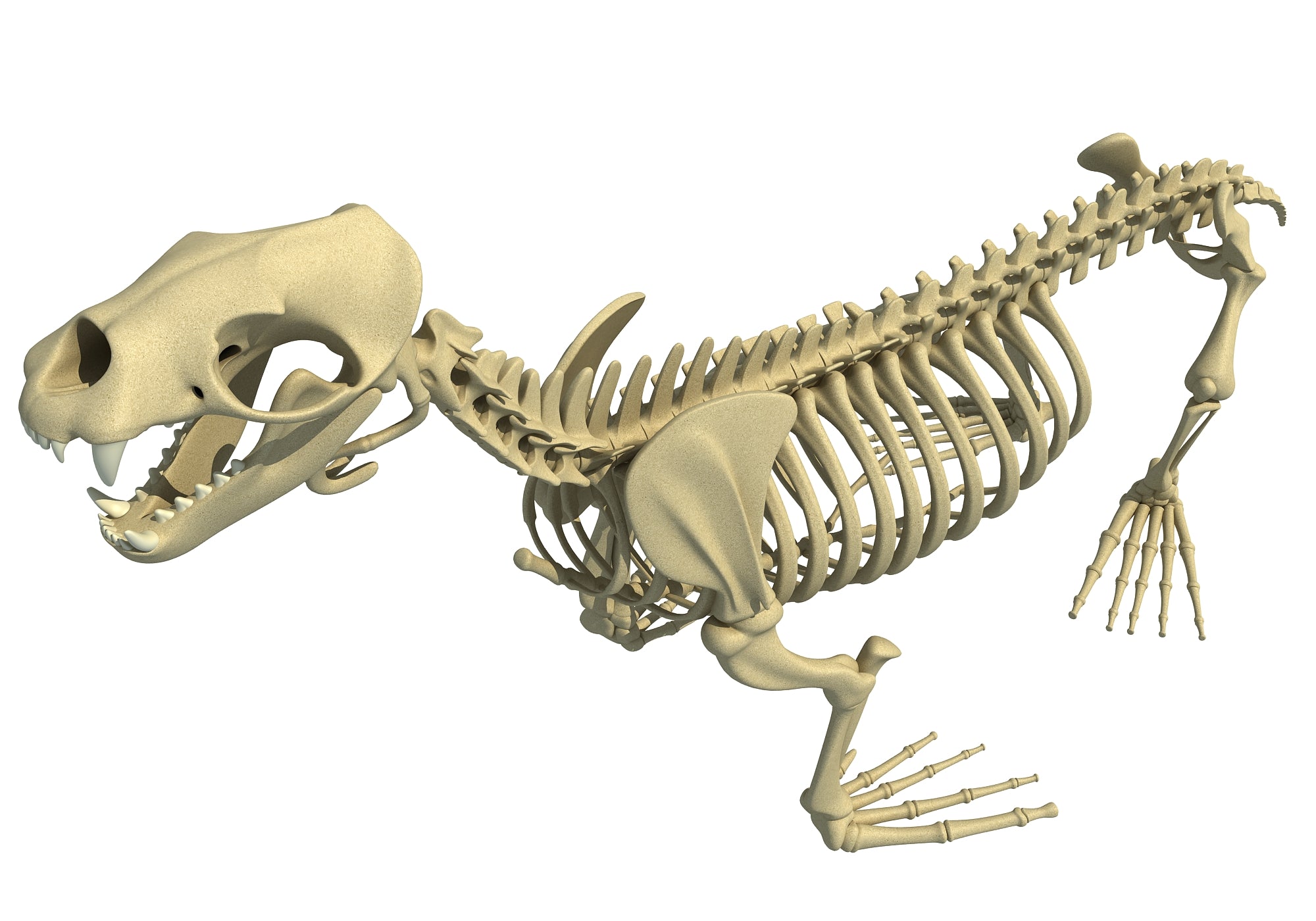 Sea Lion Skeleton
